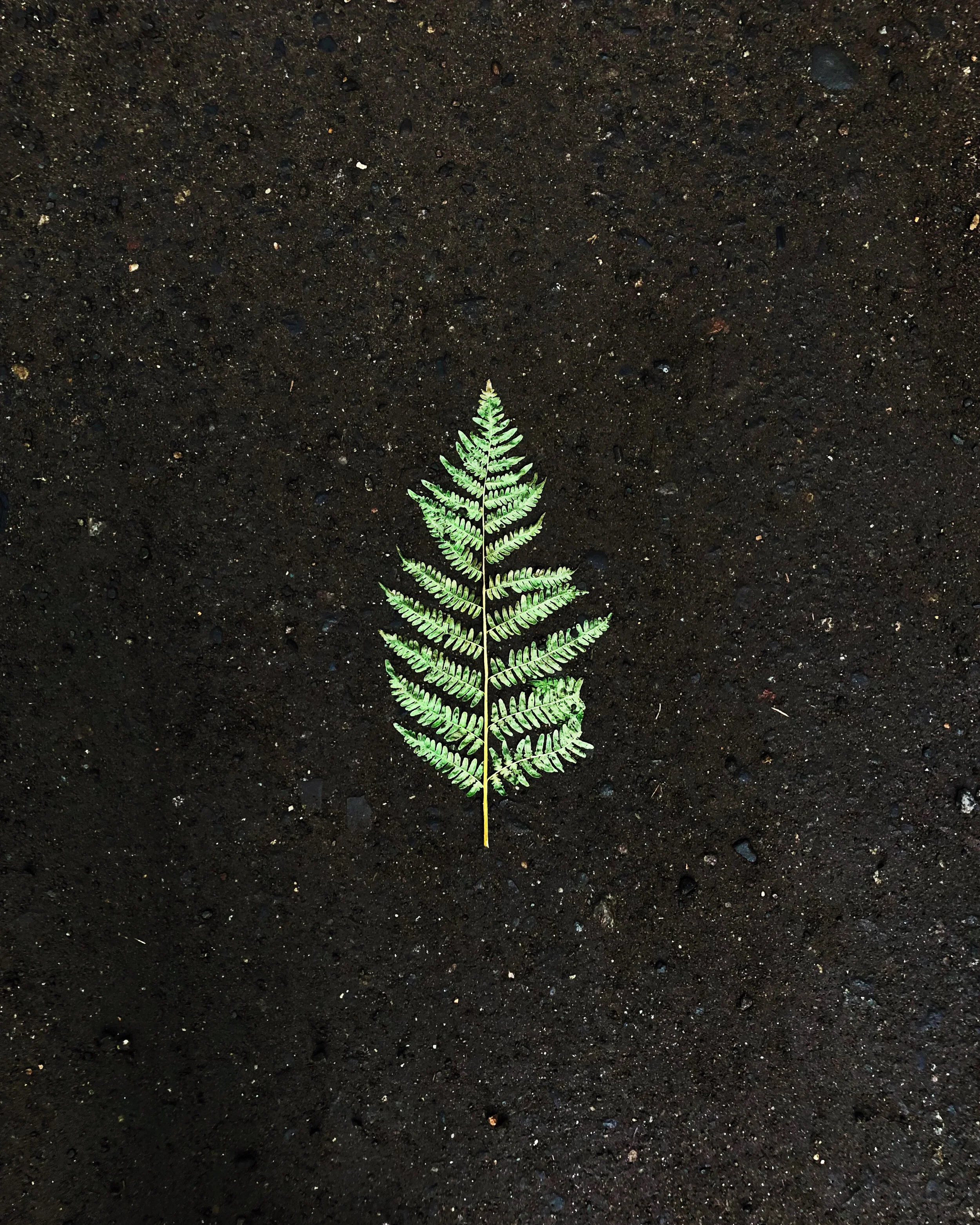 fern.jpg