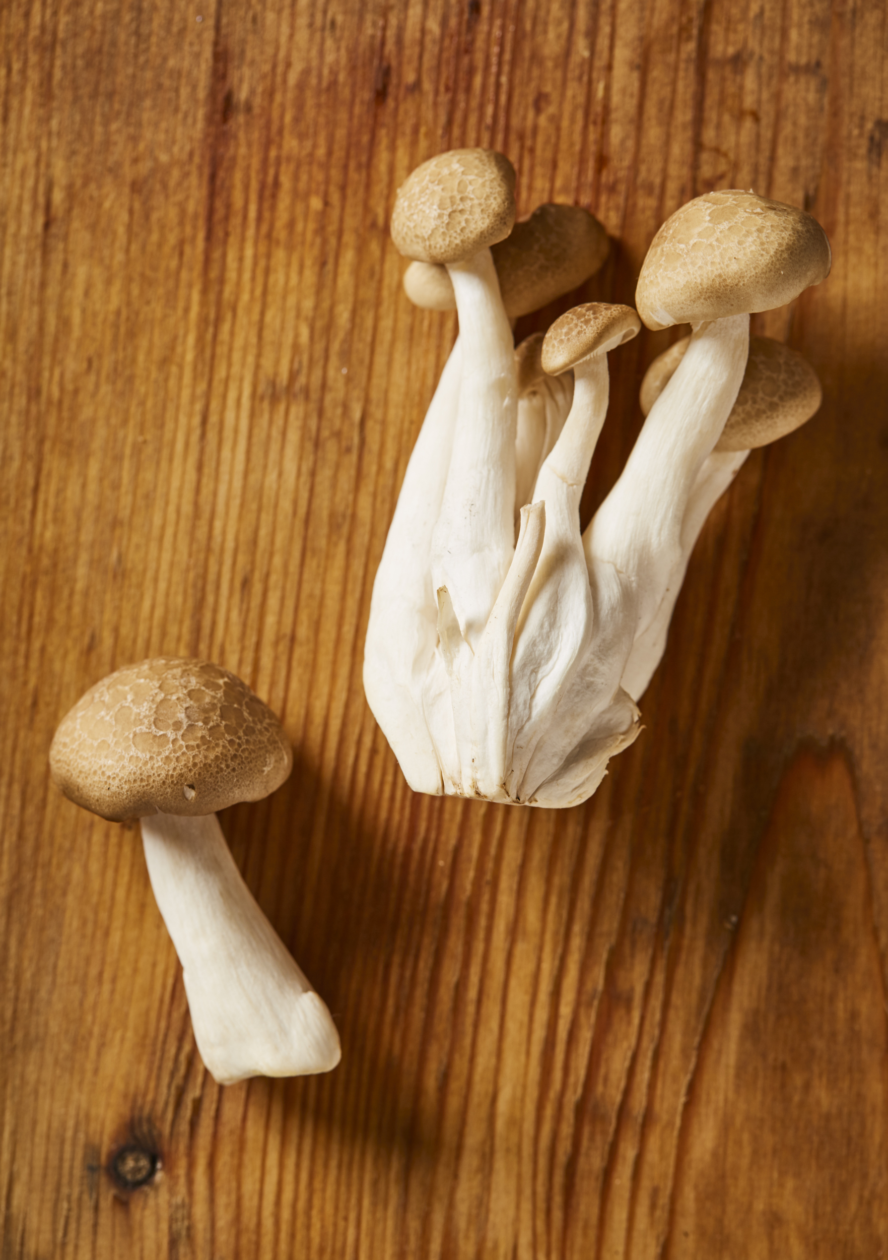 Mushrooms5_4.jpg