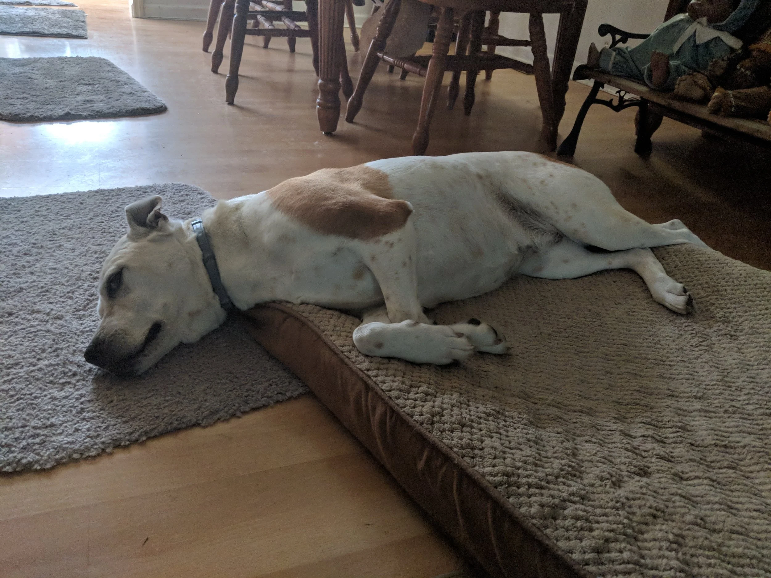 My father’s dog rests beside a dog bed in his living room, part of the visual process for Cowboys and Cancer.