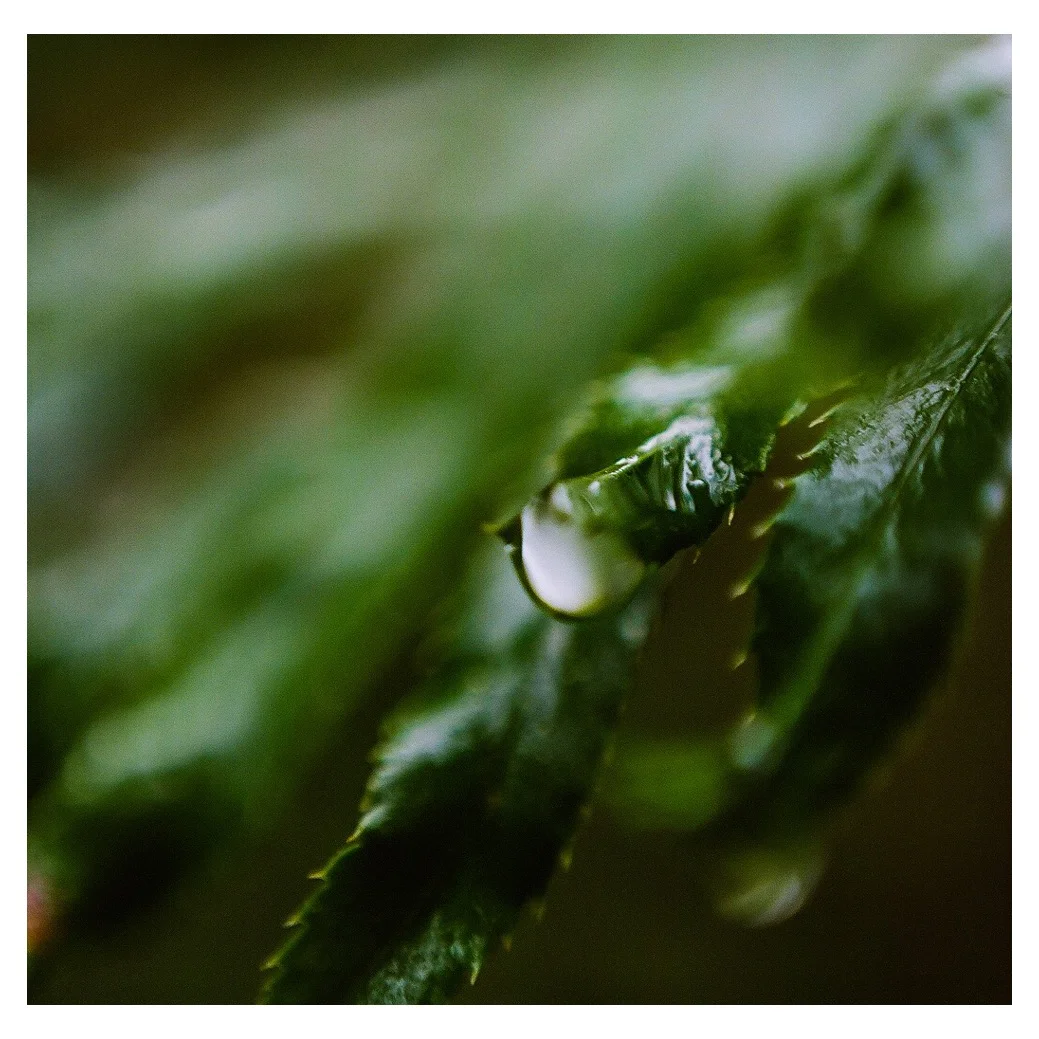 Weeping tree.