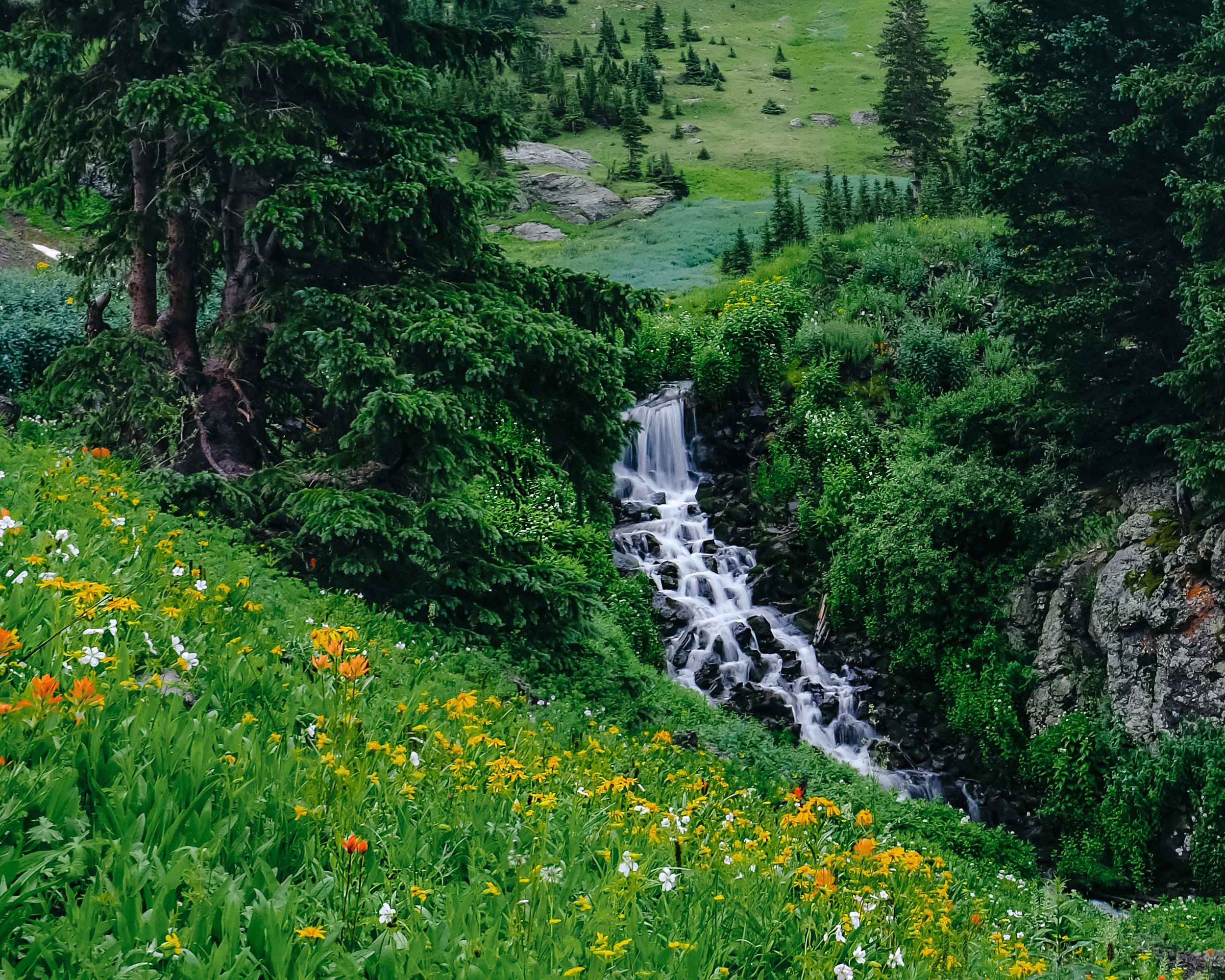 Through a field of flowers