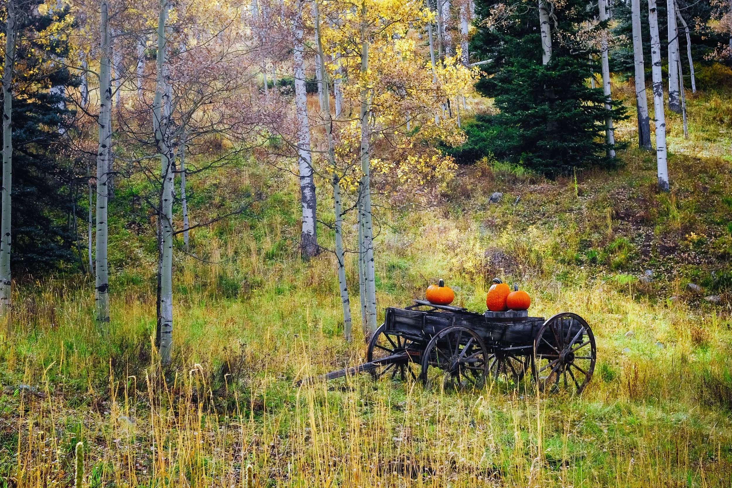 Harvest Color