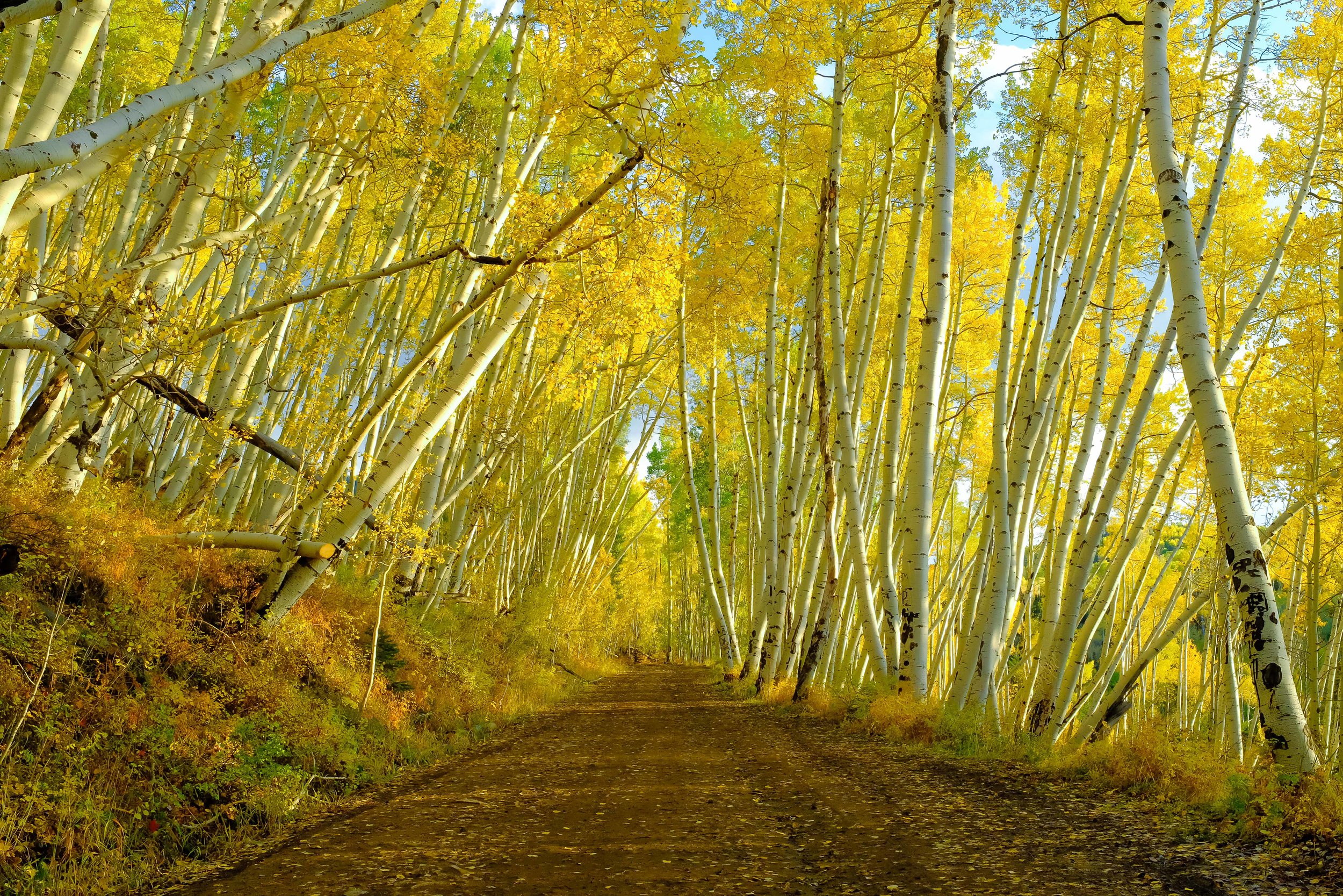 Canopy of Gold