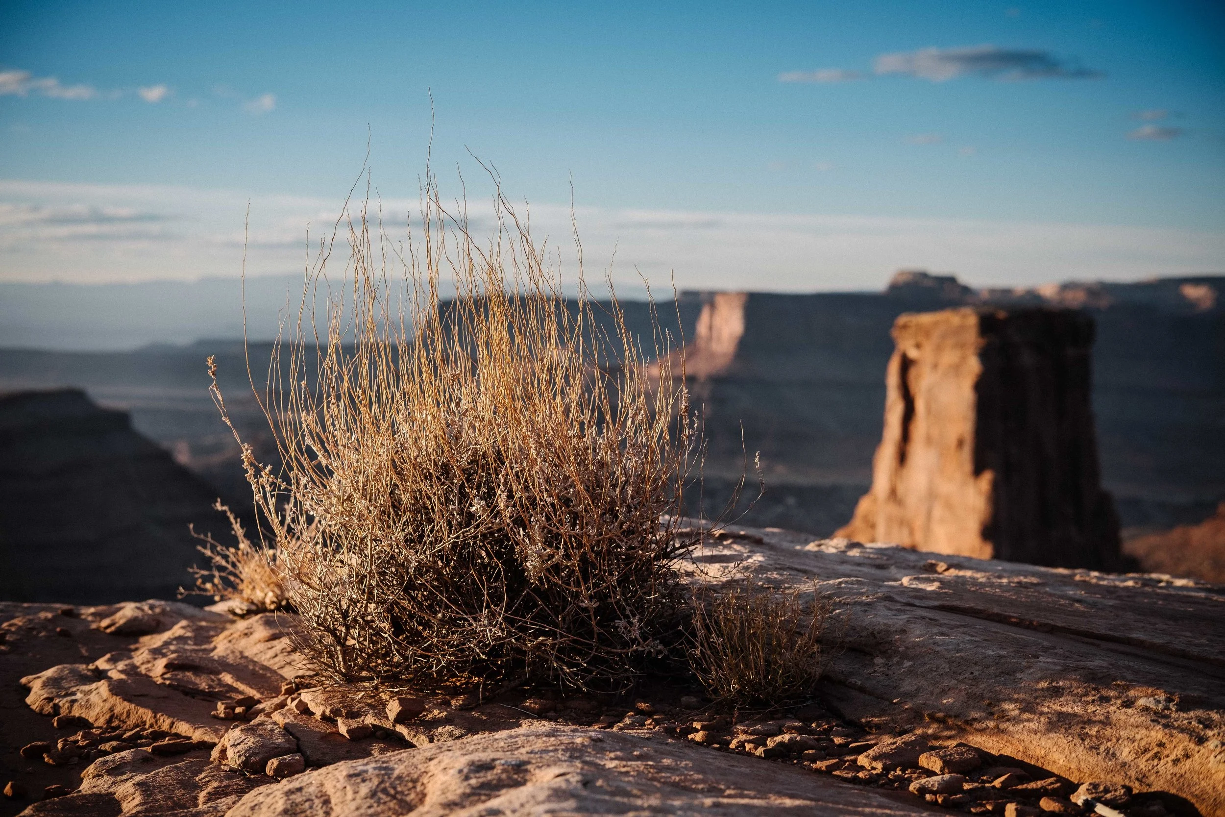 Winter foliage growing out of the red rocks overlooking Marlboro Point. Fuji X-Pro2, 35mm f/2 Lens