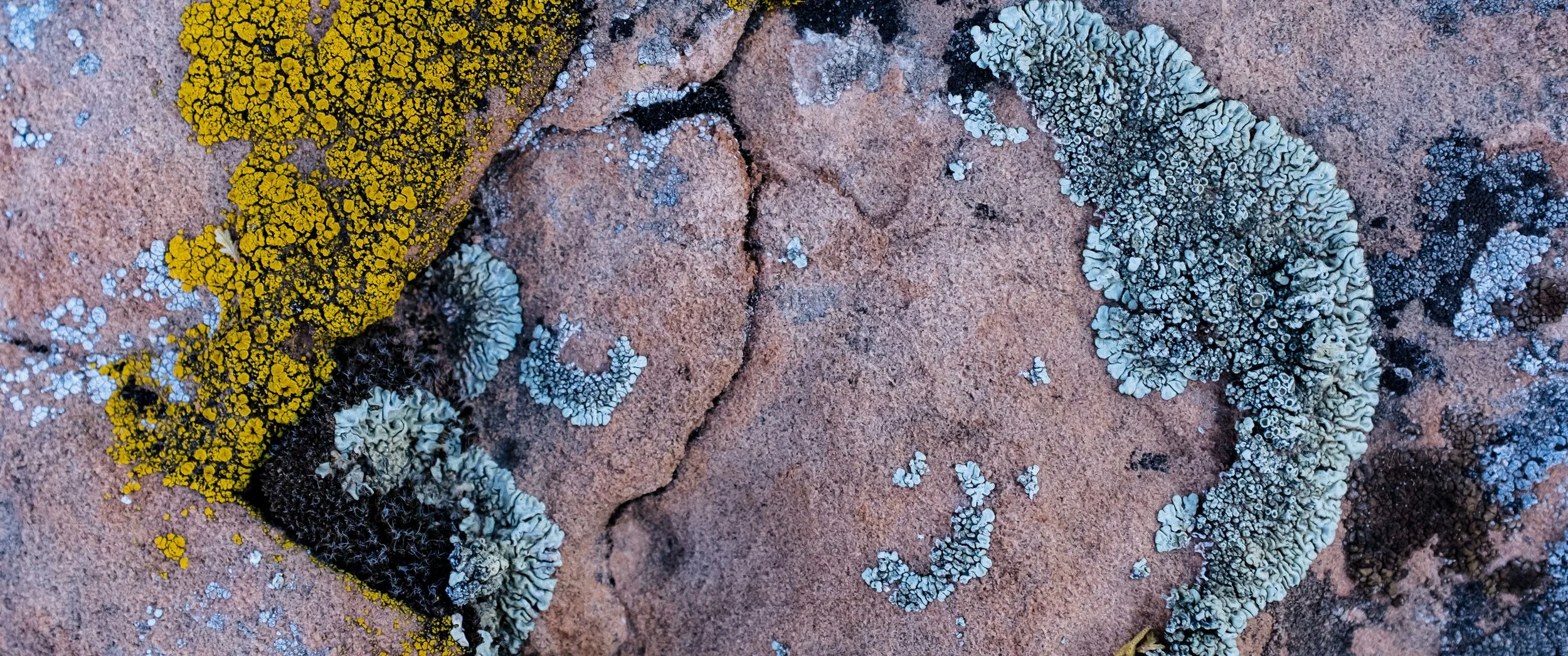 Lichen forming on the desert sandstone. Fuji X100F