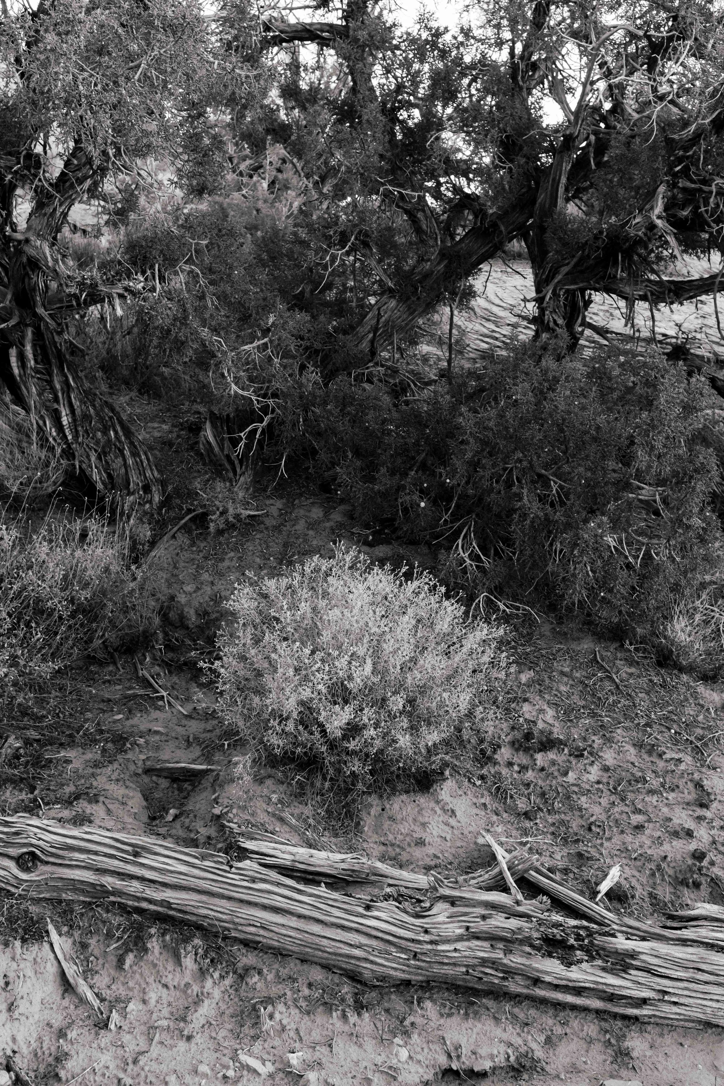 Desert shrubbery among juniper pines and dead branches. Fuji X100F