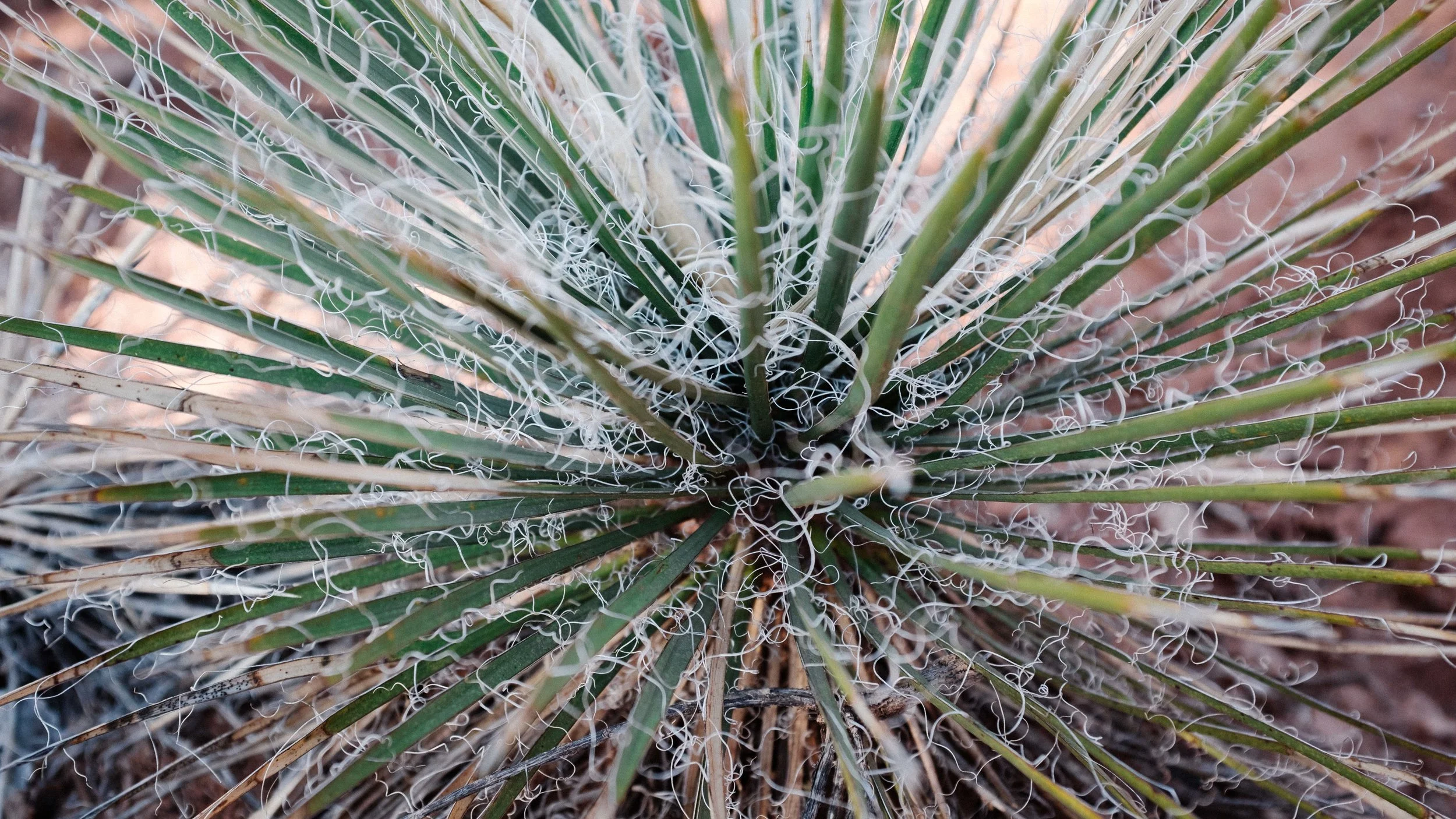 Love the curly plant growth from this yucca plant. Fuji X100F