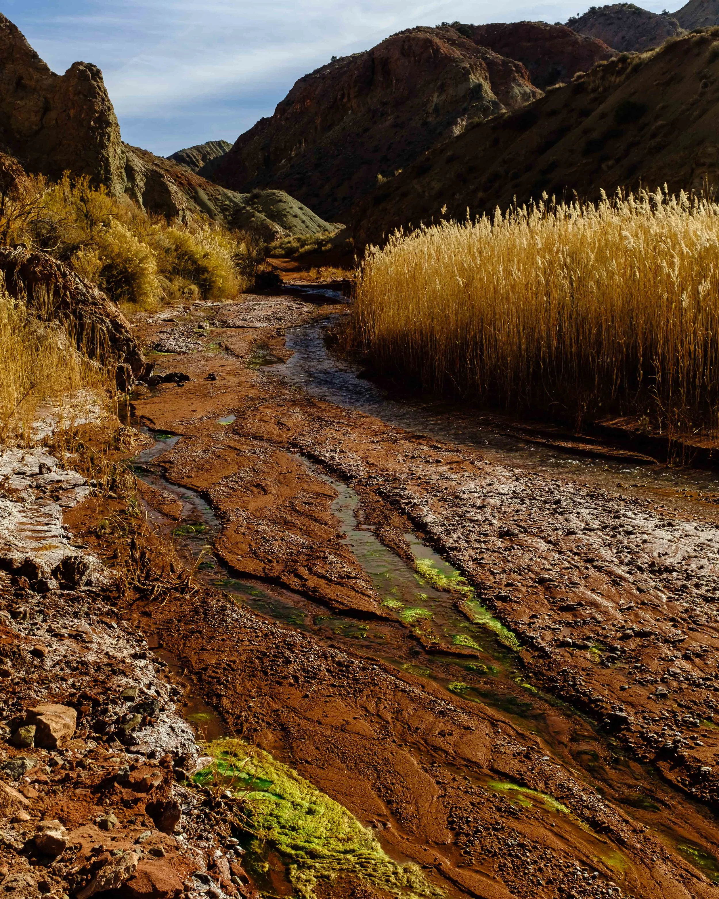 This area is near Stinking Spring where there is a distinctive sulpher/onion smell in the air. Notice the green fungus/plant growth along the creek. Fuji X100F
