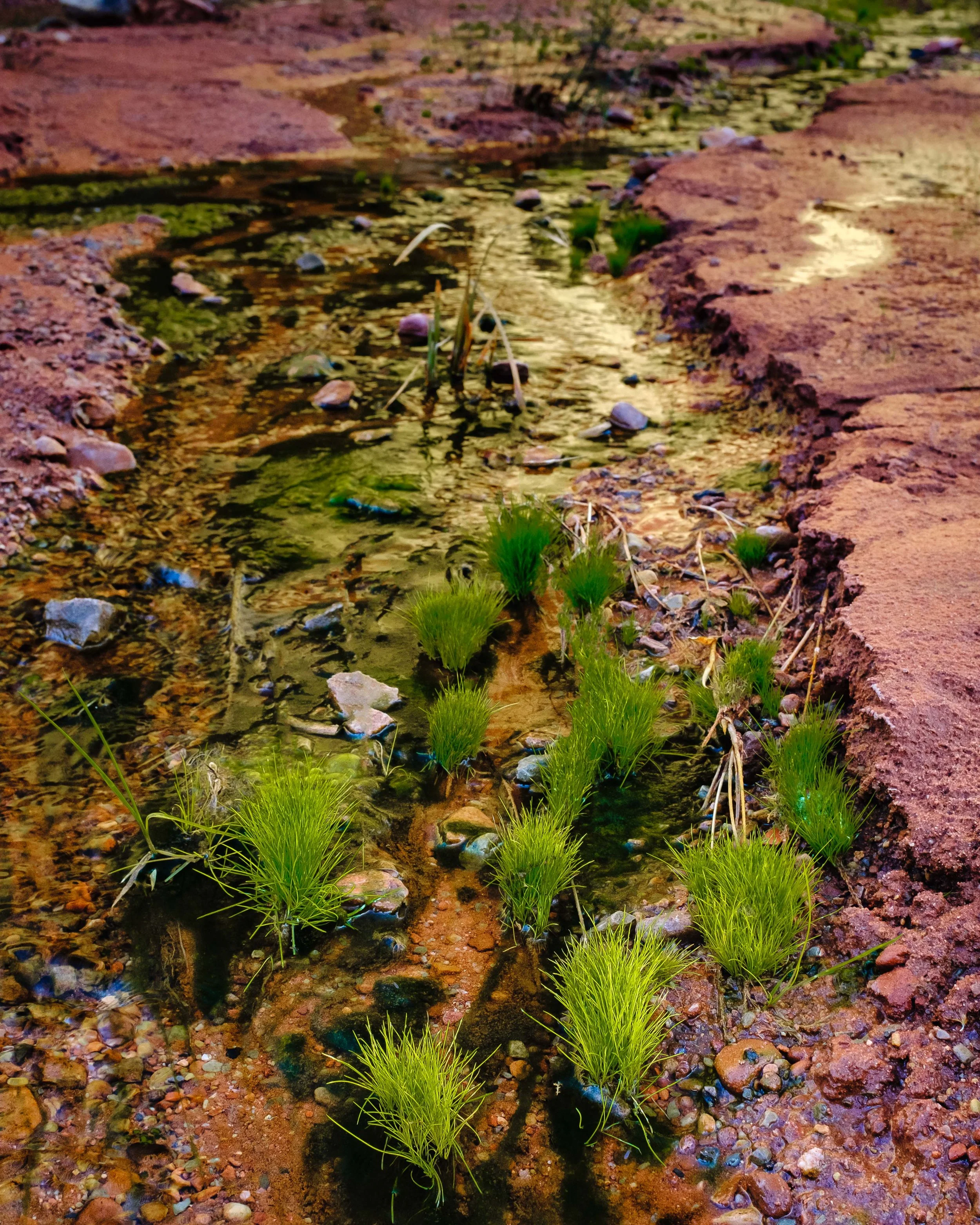 Brilliant green colors of the grass growing near Stinking Spring. Fuji X100F