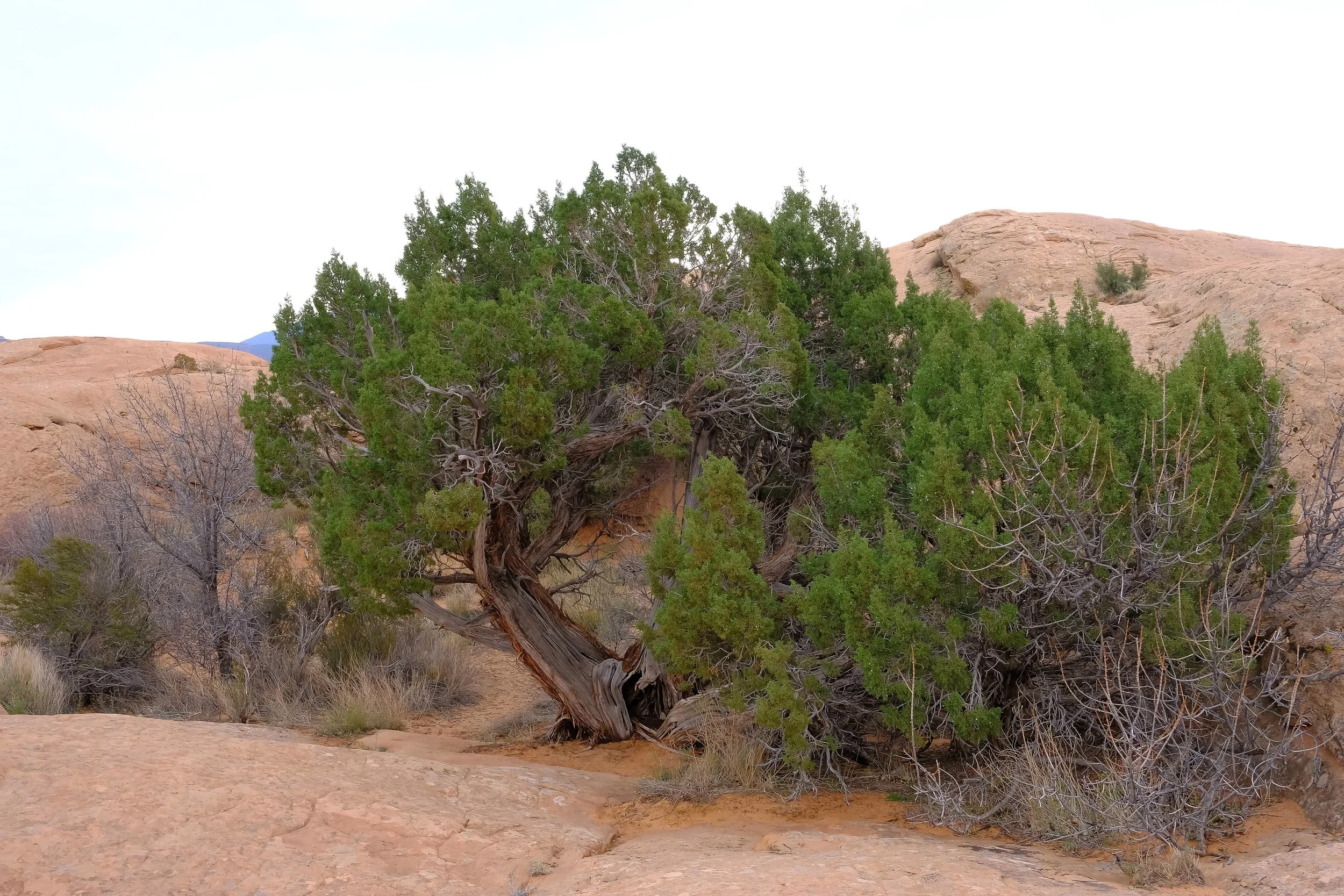 Juniper Tree amongst the slick rock - Fuji X-T2, 23mm f/2 Lens