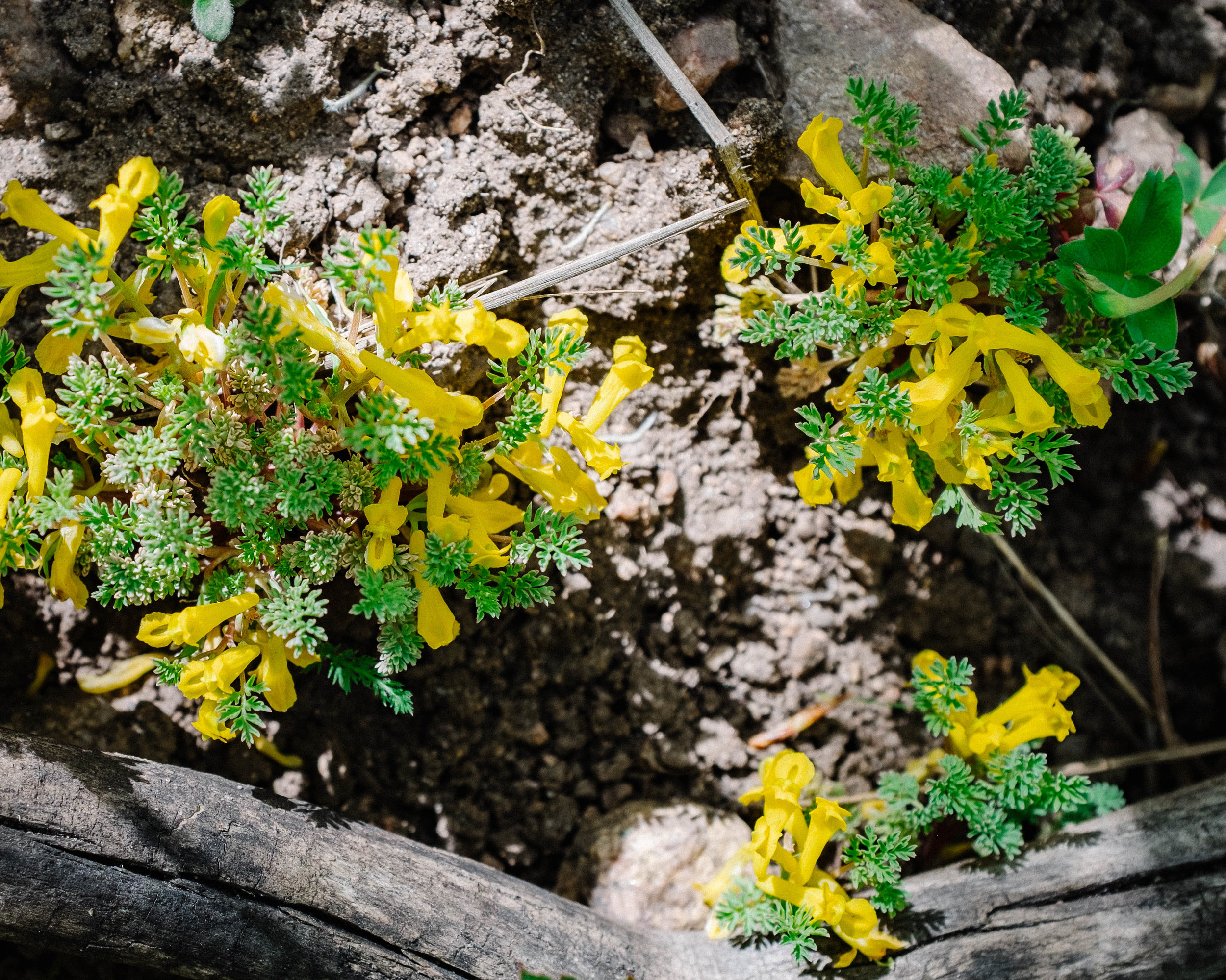 Yellow Bells