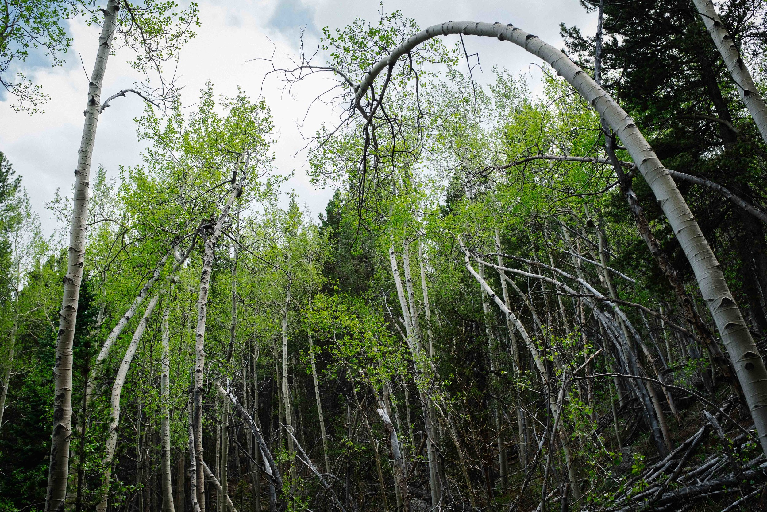 Natures Archs