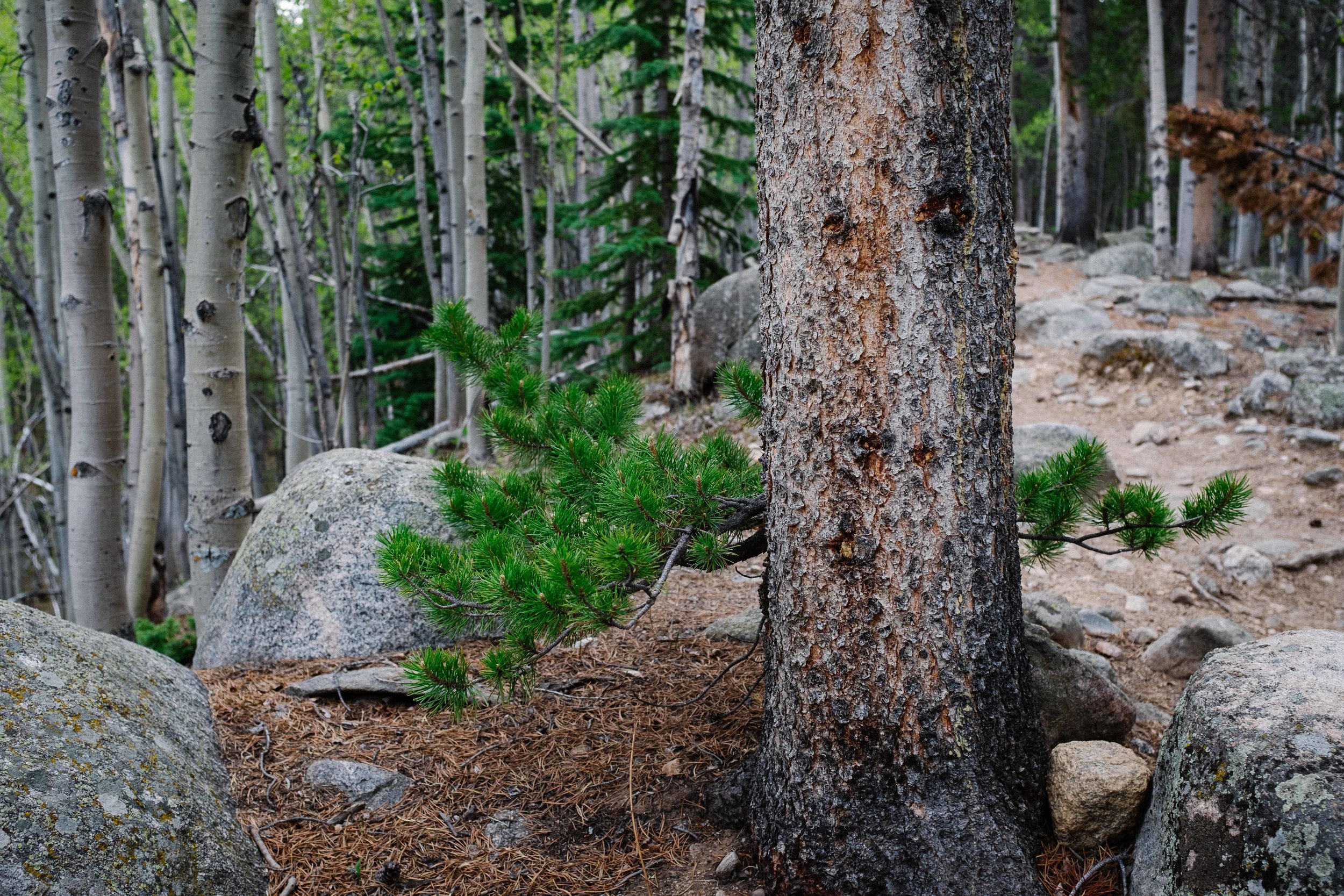 Sprouting pine