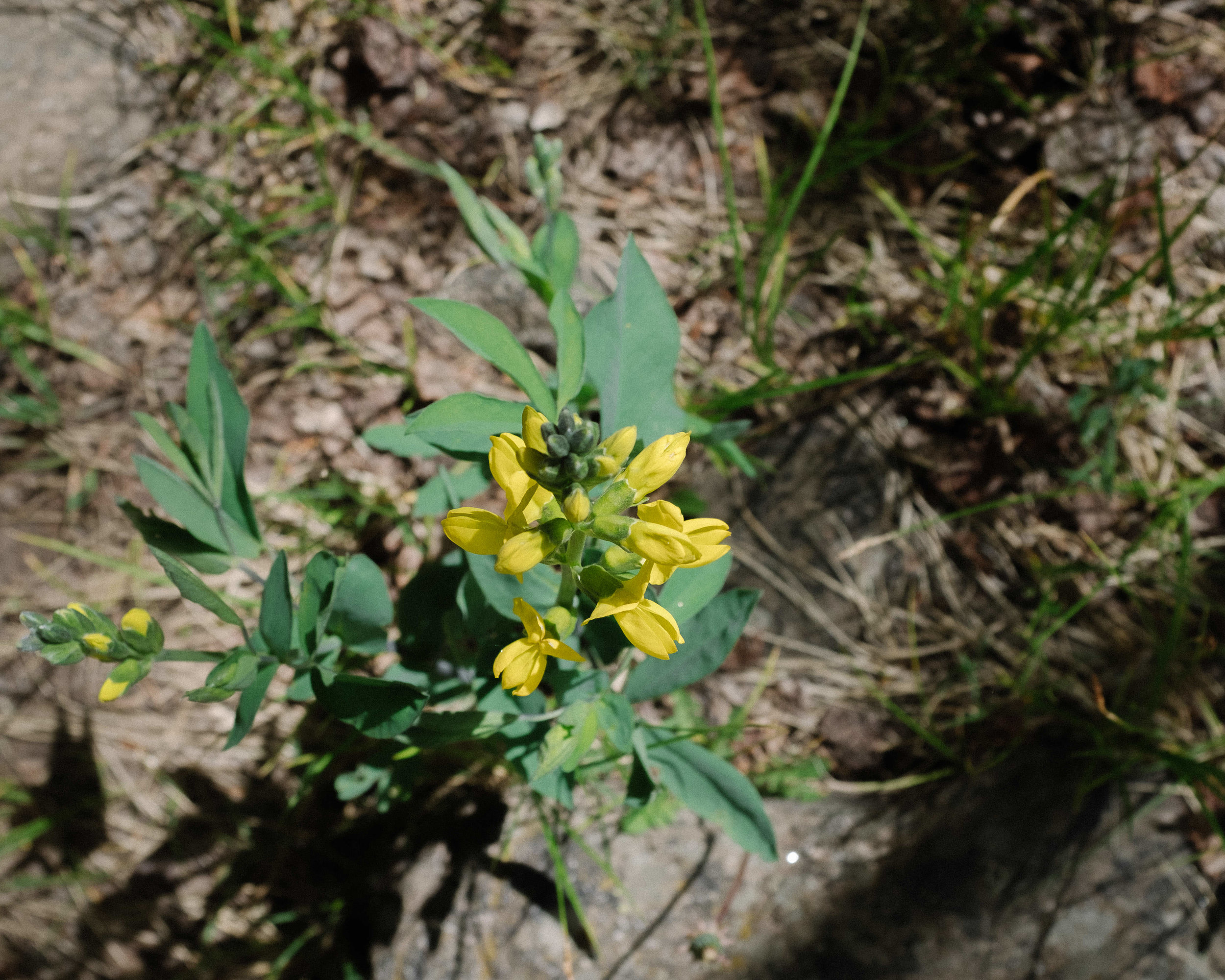 Yellow Lupine