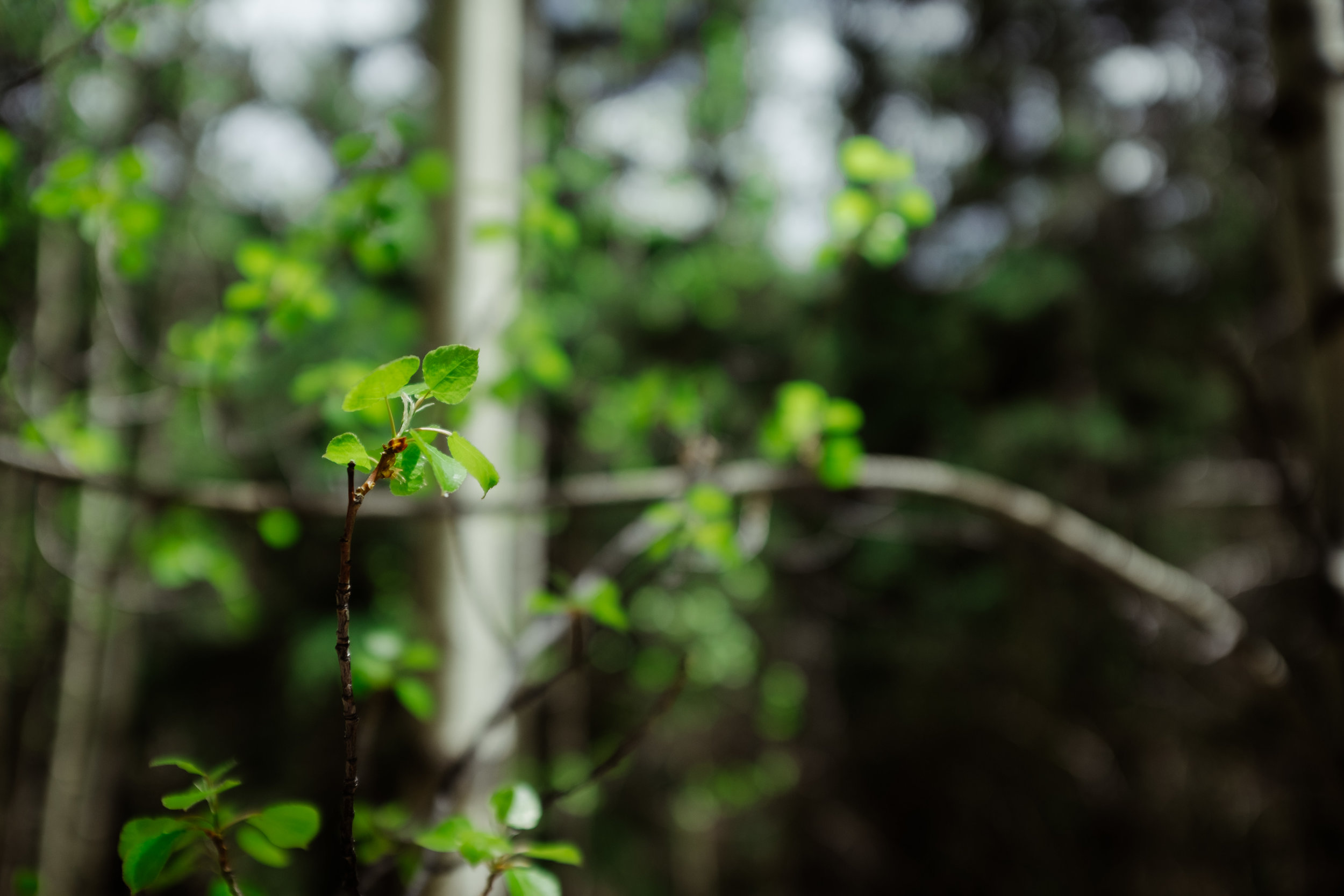 Spring leaves