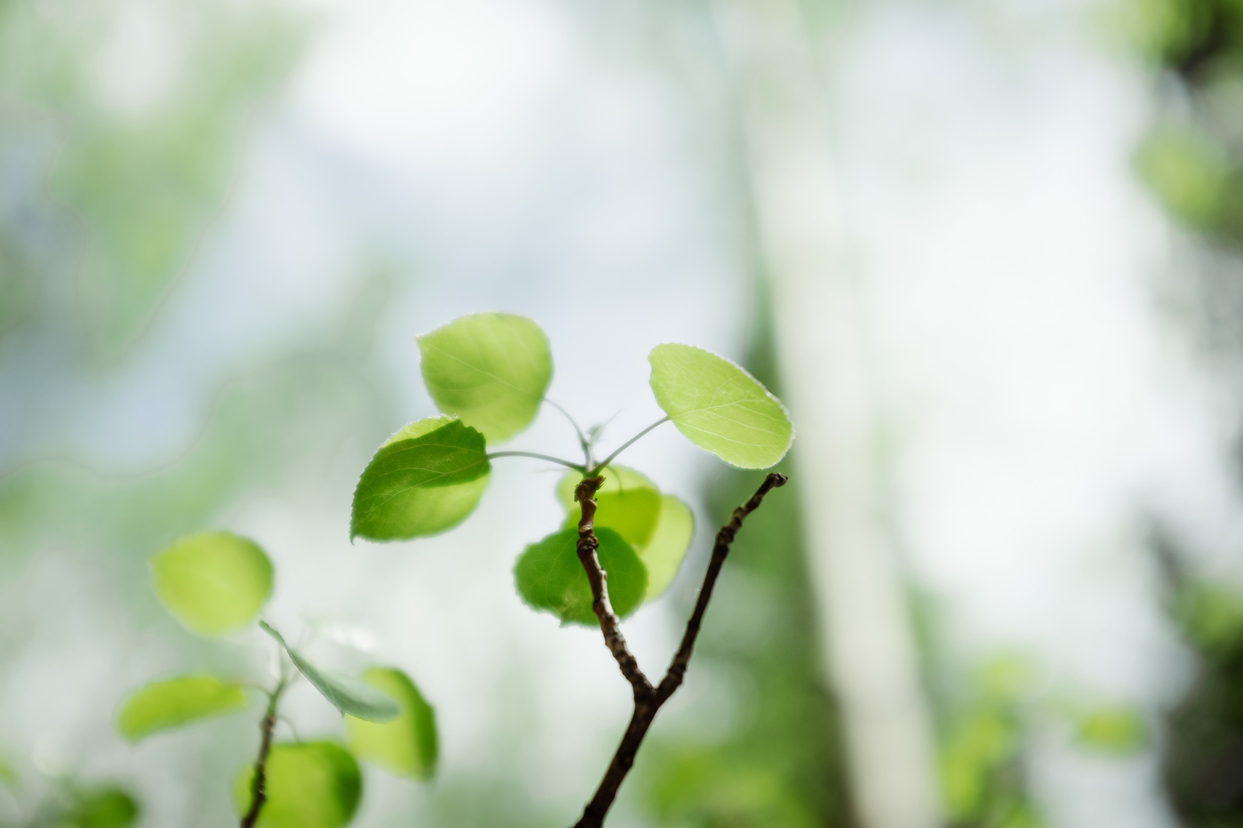 Green aspens leaves