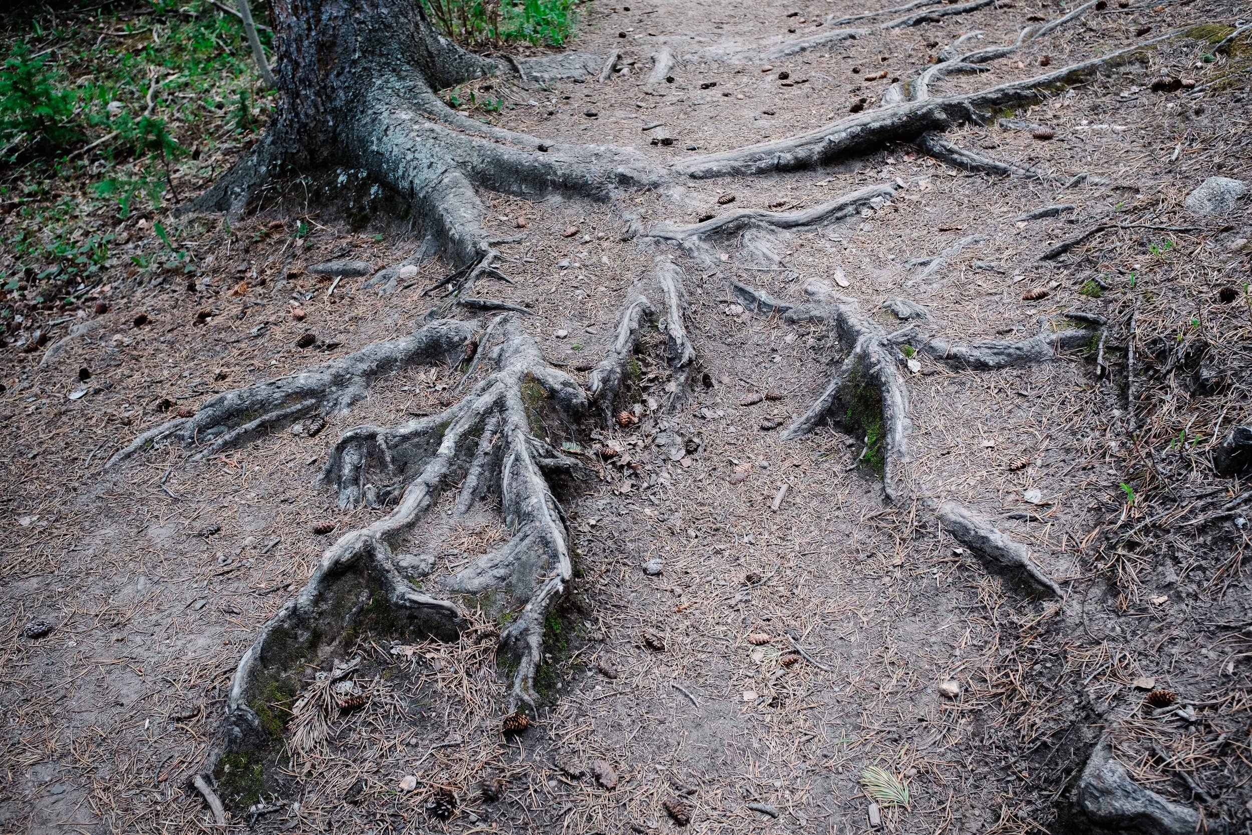 Forest Roots