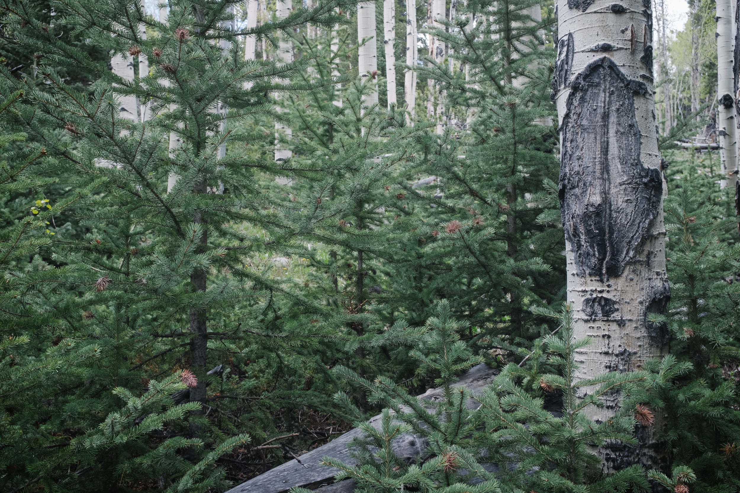 Aspen among the Pines