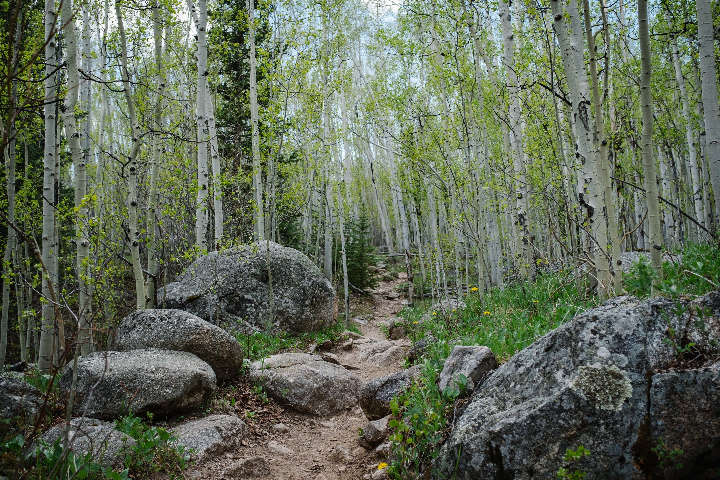 Into the Aspens