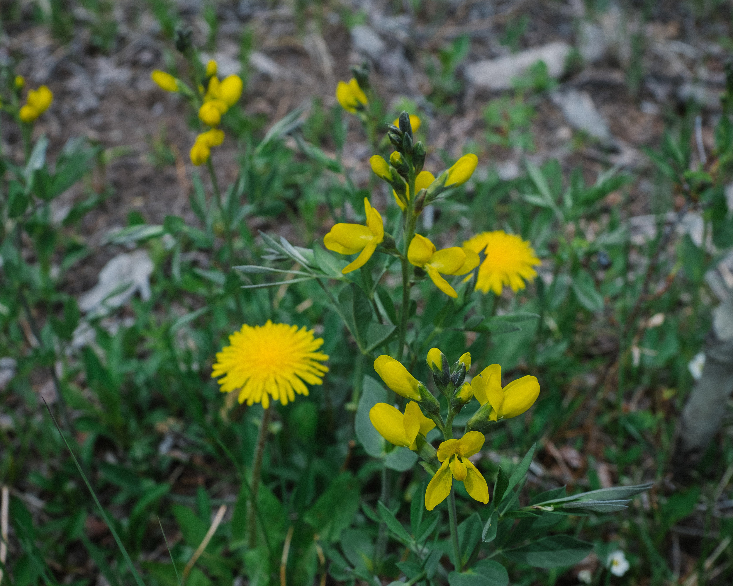 Dandelions and Lupine