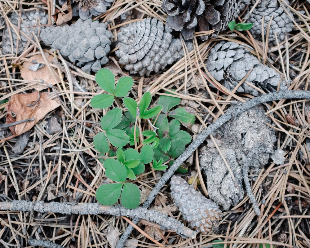 Spring Growth