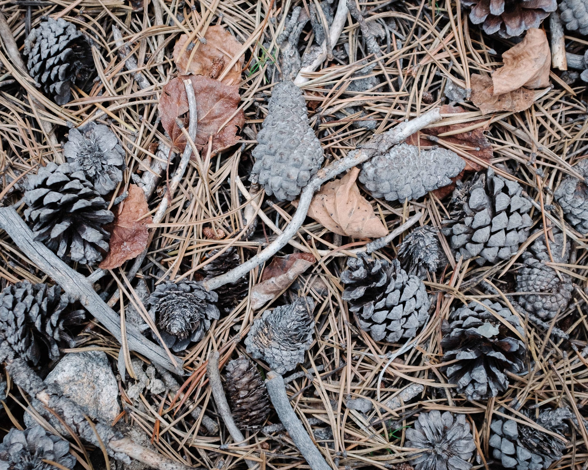 Winter Pine Cones