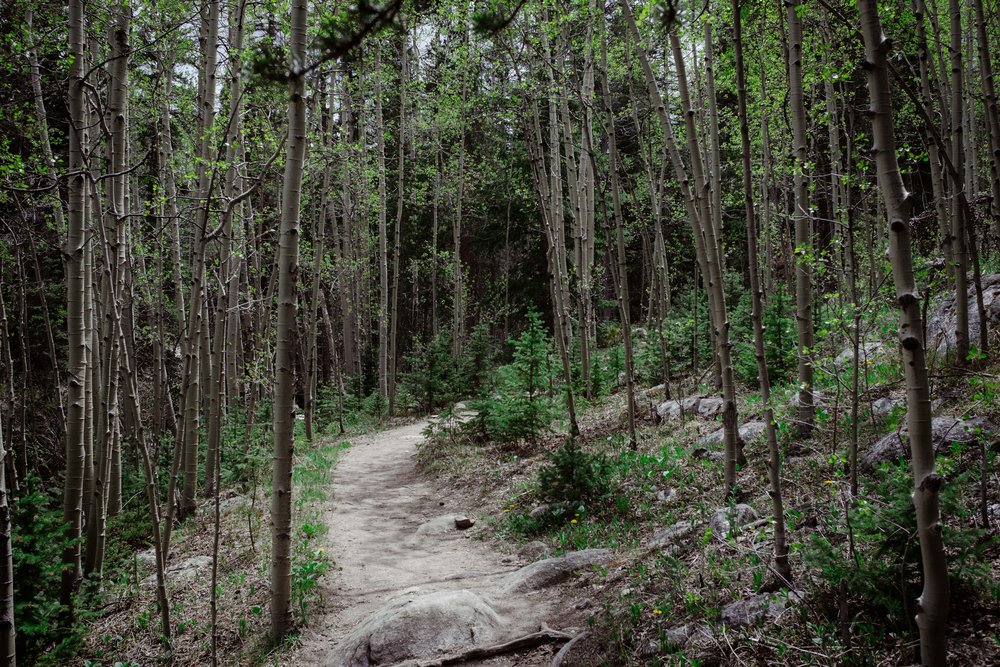 Through the aspen forest