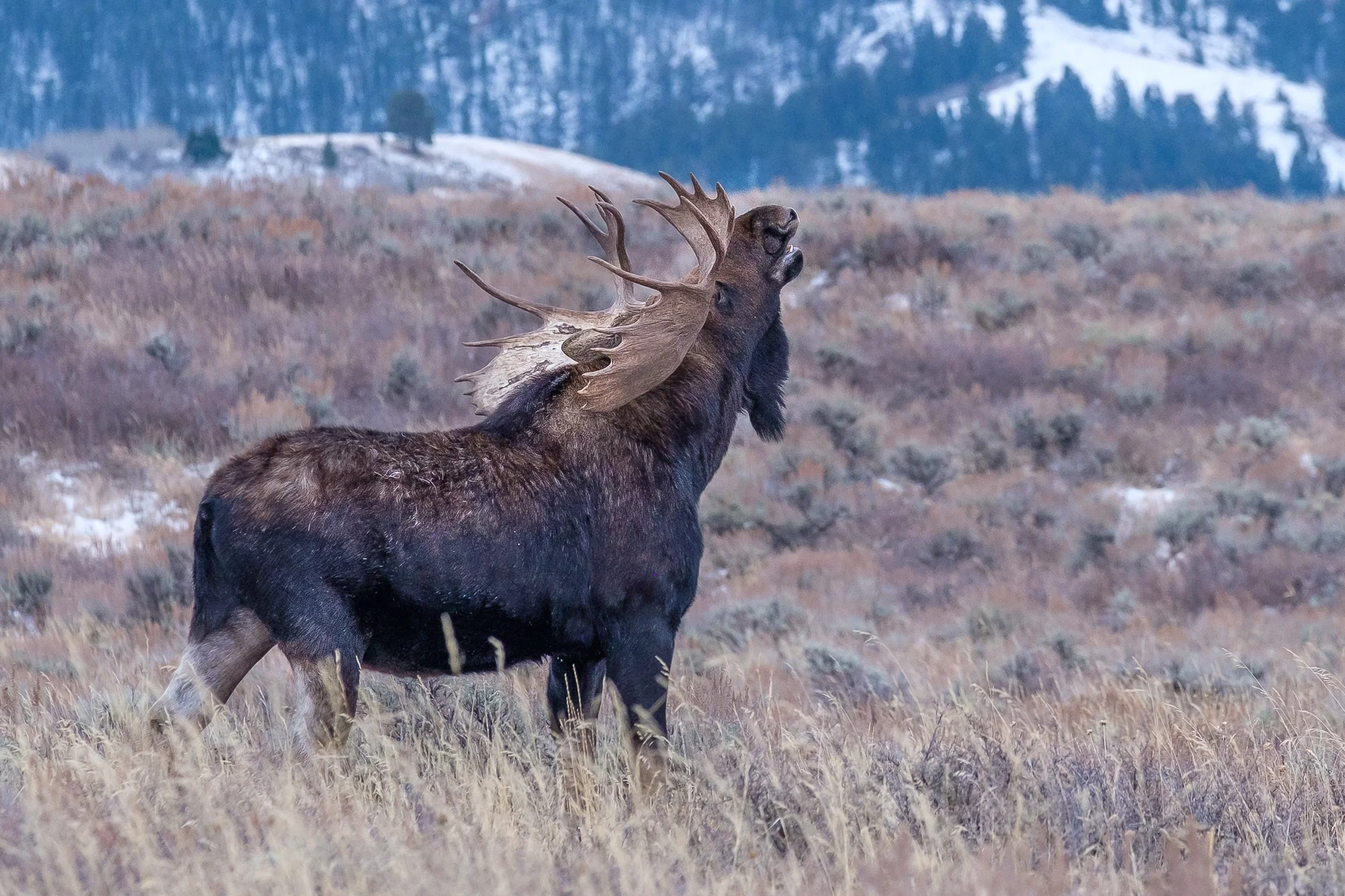 Barking Moose