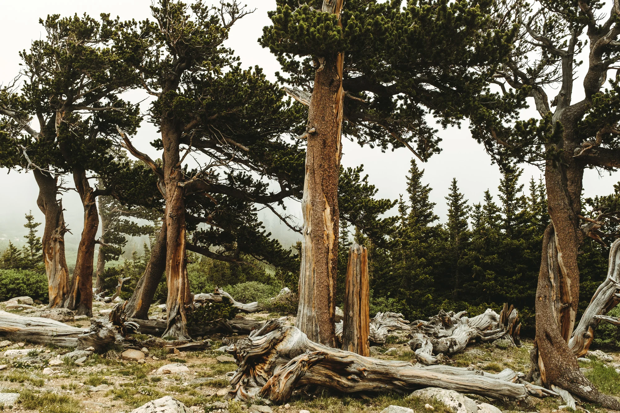 Bristlecone Pines