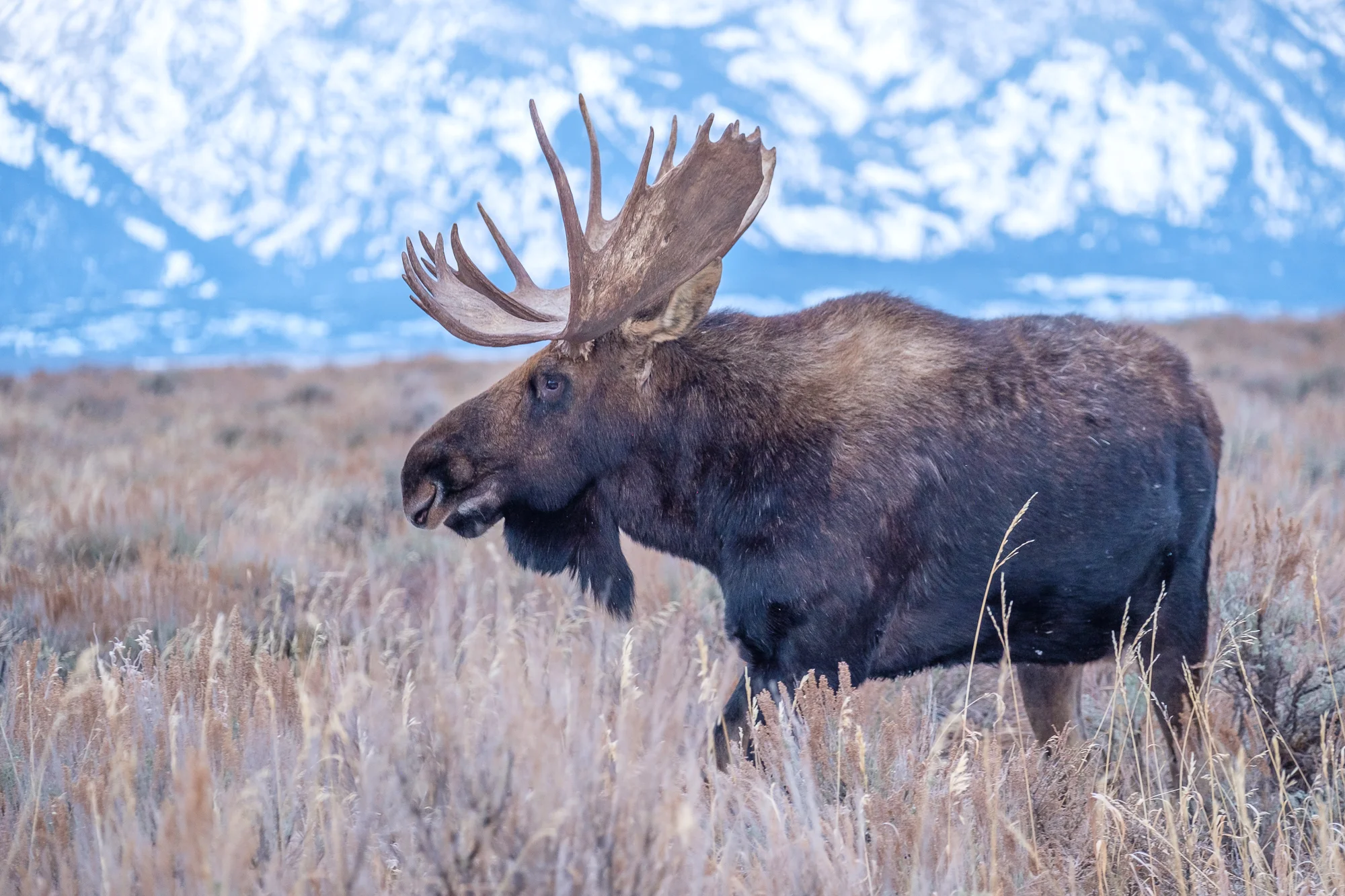 Bull Moose at Antelope Flats