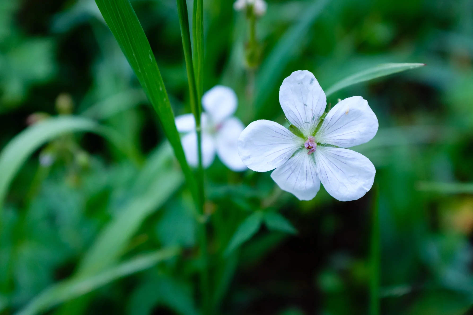 Delicate Petals