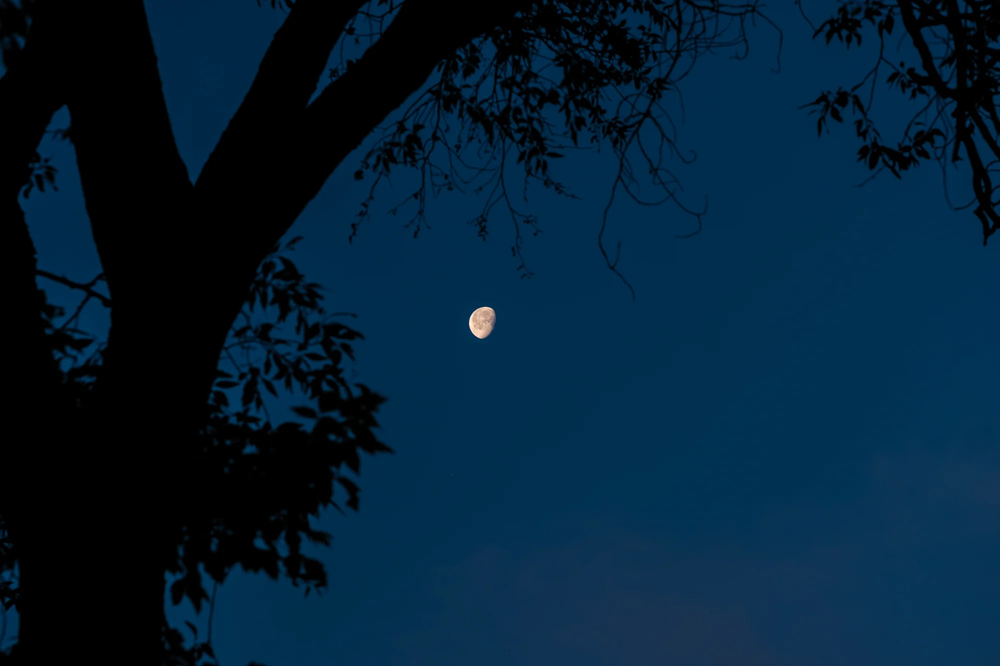 Morning Moon