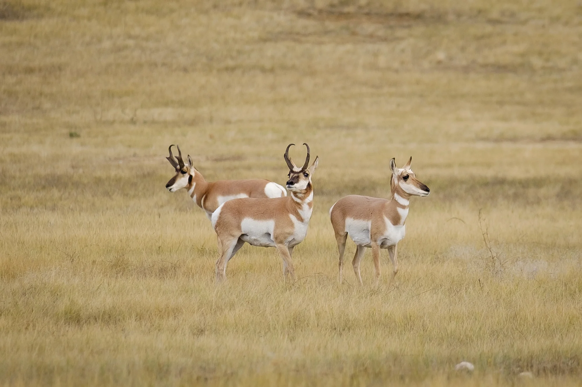 Pronghorn Antelope in Custer State Park
