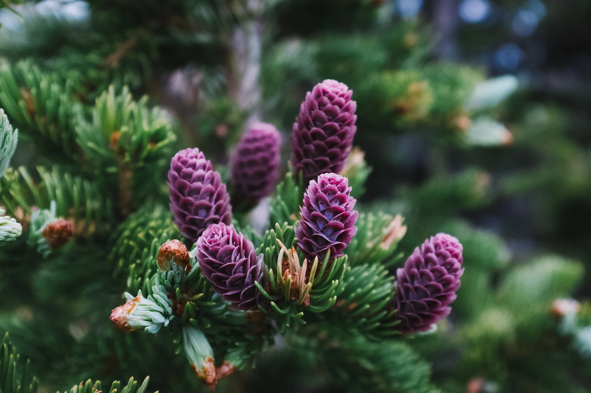 Purple Blooms