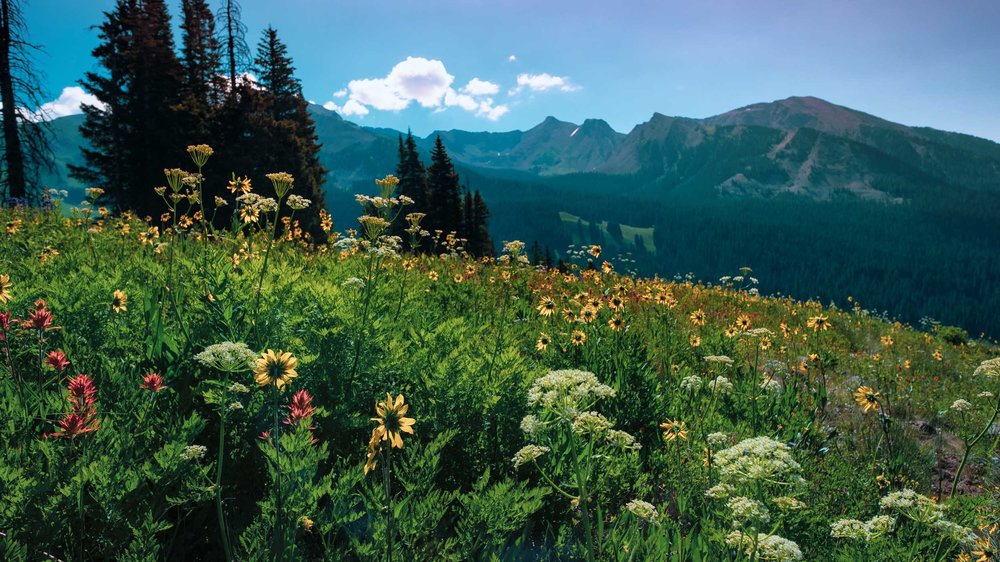  Wildflowers along Rustler's Gulch - Fuji XT2, 14mm f/2.8 