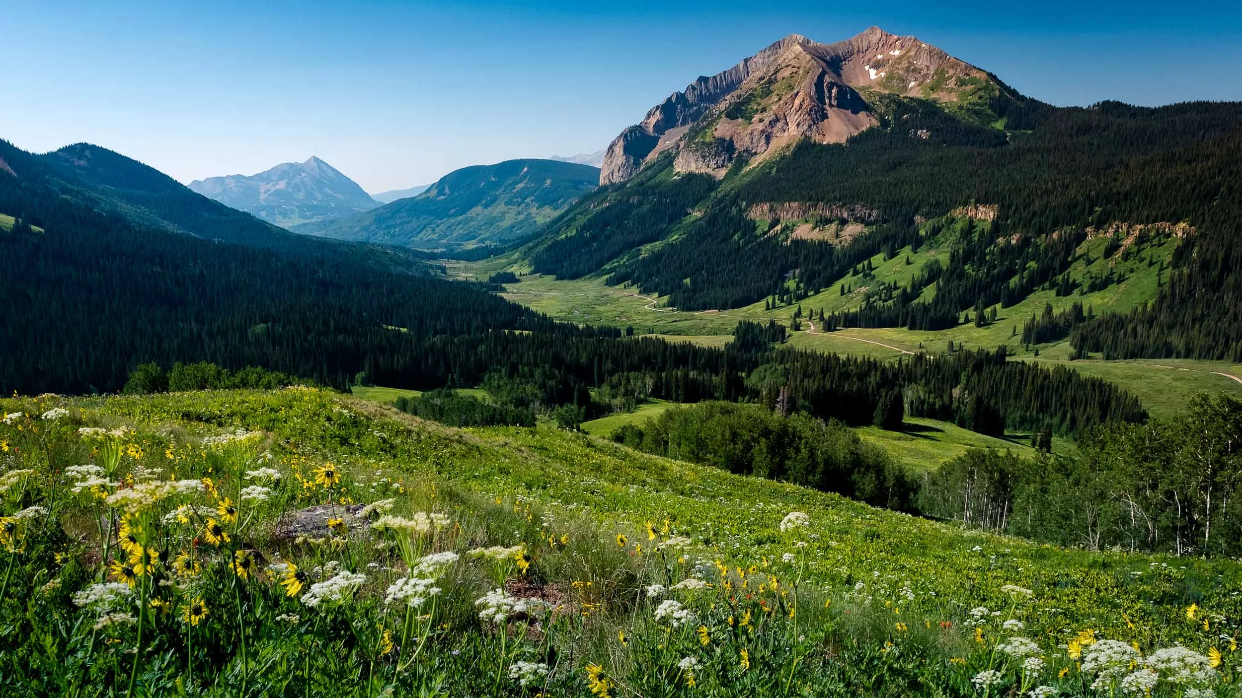 Wildflowers along the Gothic Valley outside of Crested Butte, Colorado - Fuji XT2, 14mm f/2.8