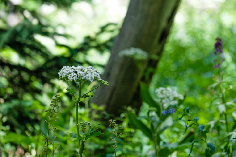  Queen Anne's Lace - Fuji XT2, 50-140mm f/2.8 