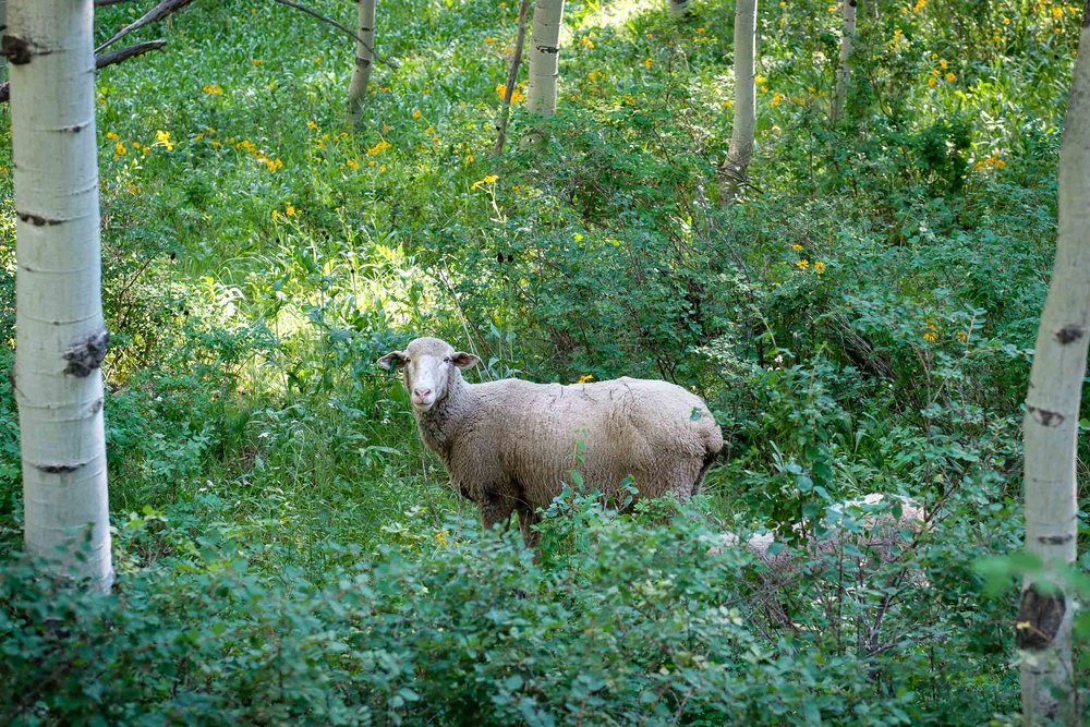  Sheep grazing along Kebler Pass, Fuji XT2, 50-140 f/2.8 @ 54.1mm 