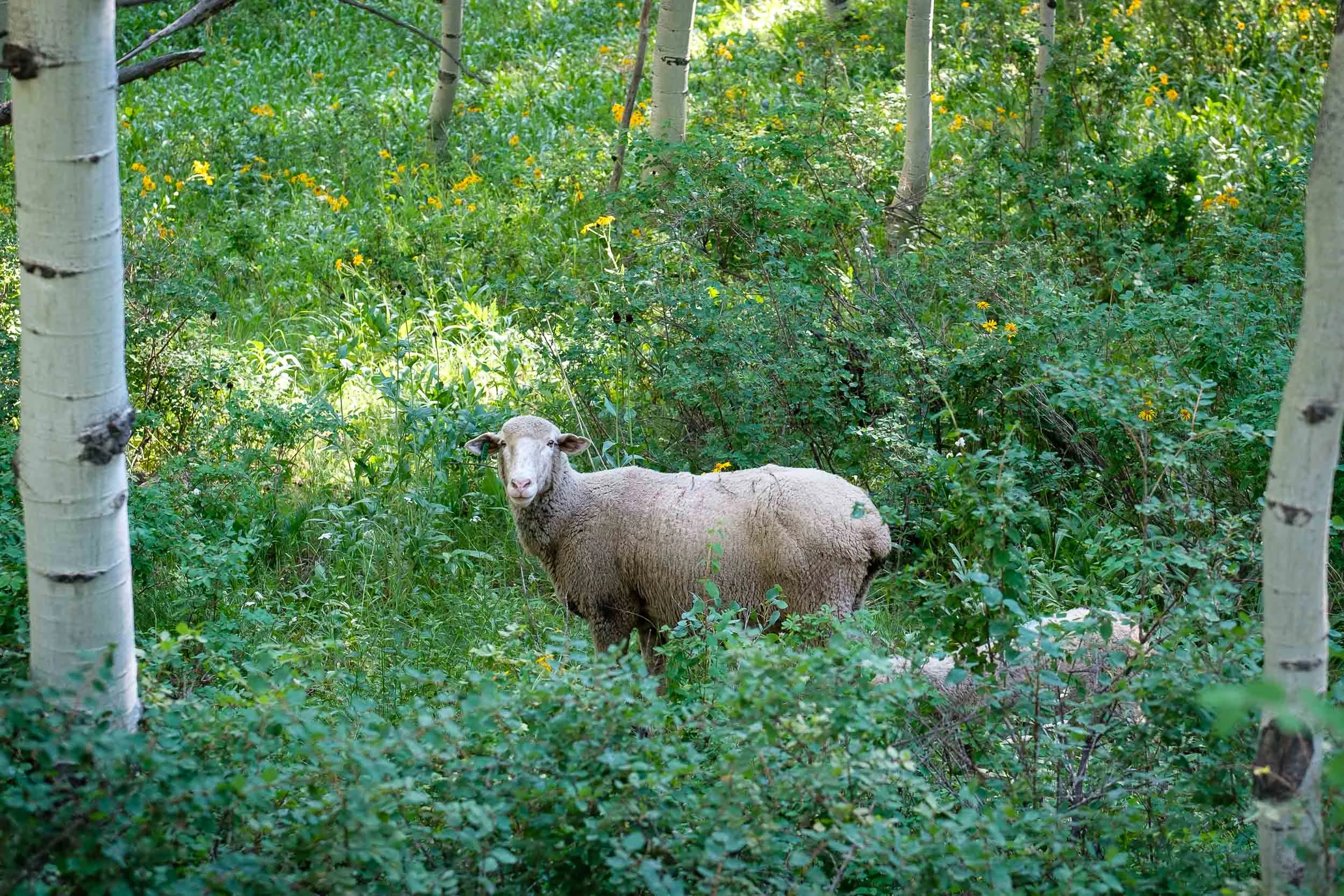 Sheep grazing along Kebler Pass, Fuji XT2, 50-140 f/2.8 @ 54.1mm