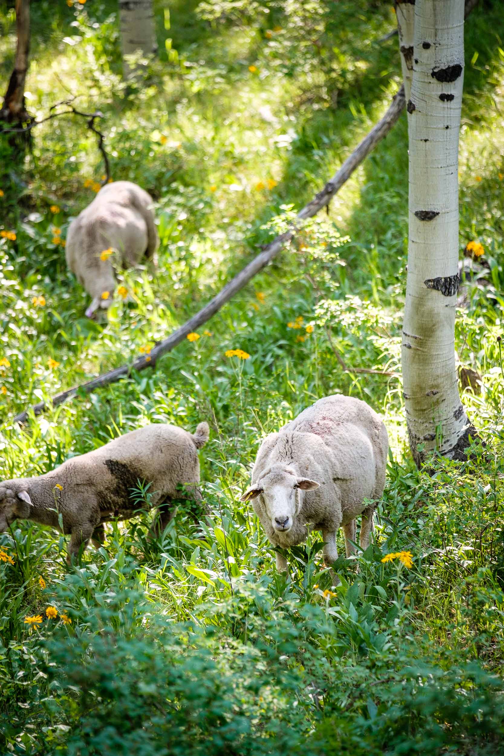  Sheep grazing along Kebler Pass, Fuji XT2, 50-140mm f/2.8 @ 61mm 