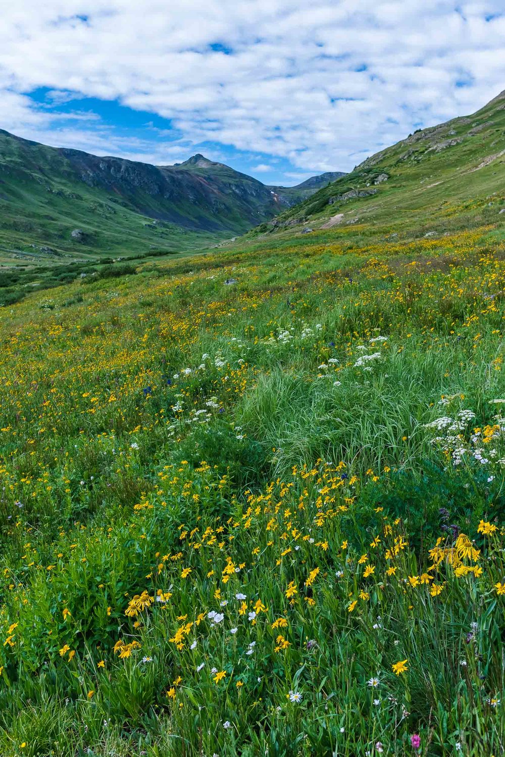  Wildflowers along Placer Gulch - Fuji XT2, 23mm f/2 