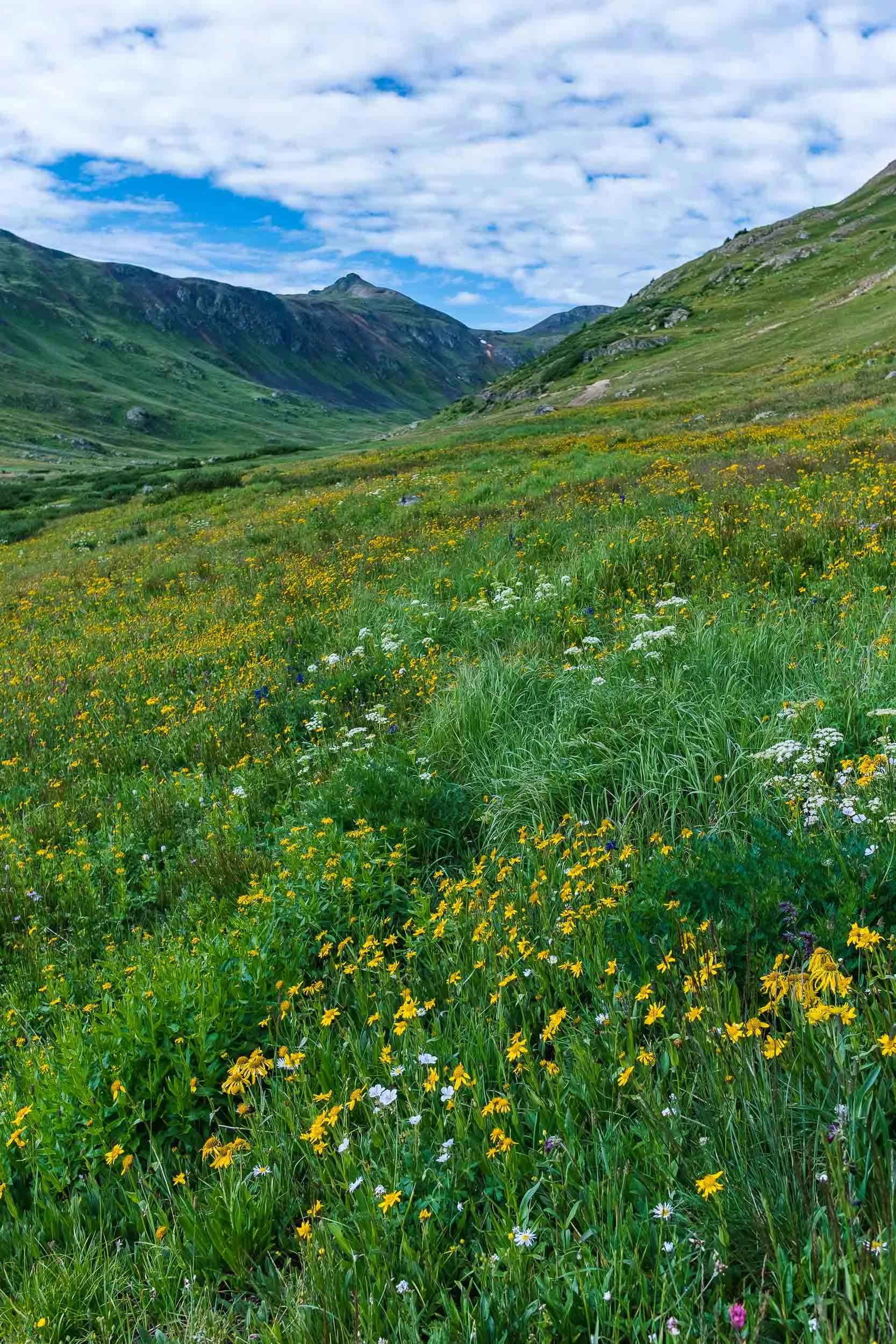 Wildflowers along Placer Gulch - Fuji XT2, 23mm f/2