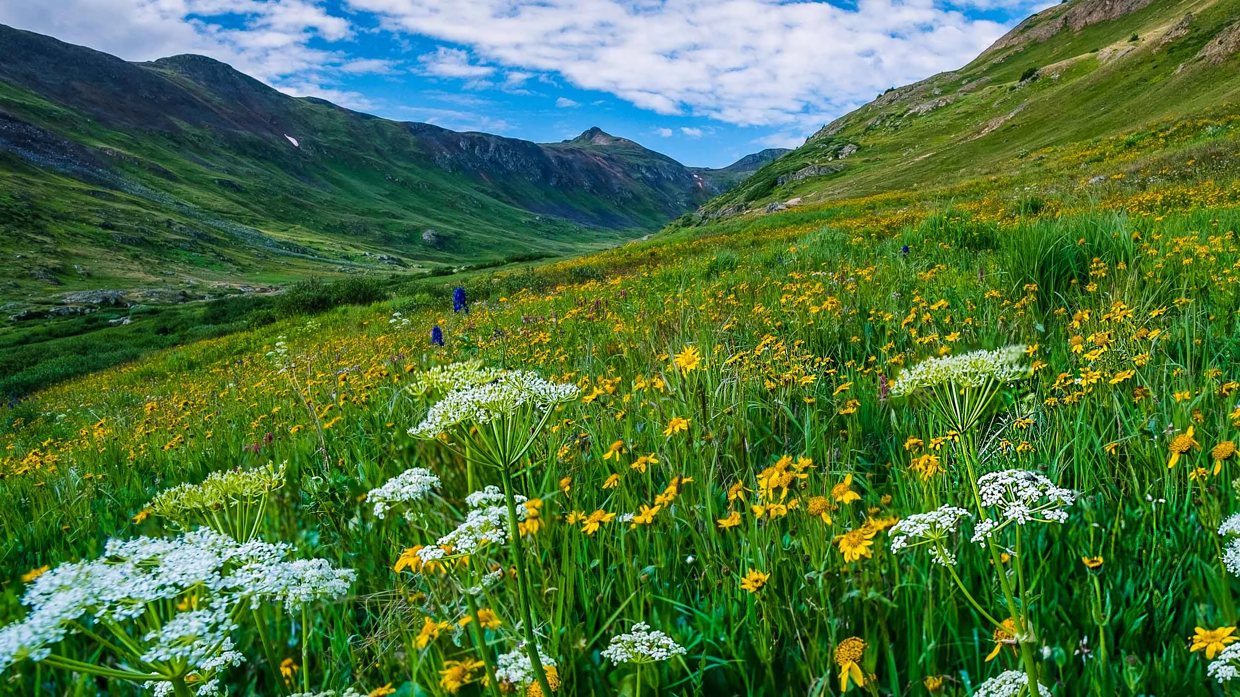 Queen Anne’s Lace and Mule Ear along Placer Gulch - Fuji XT2, Rokinon 12mm f/2