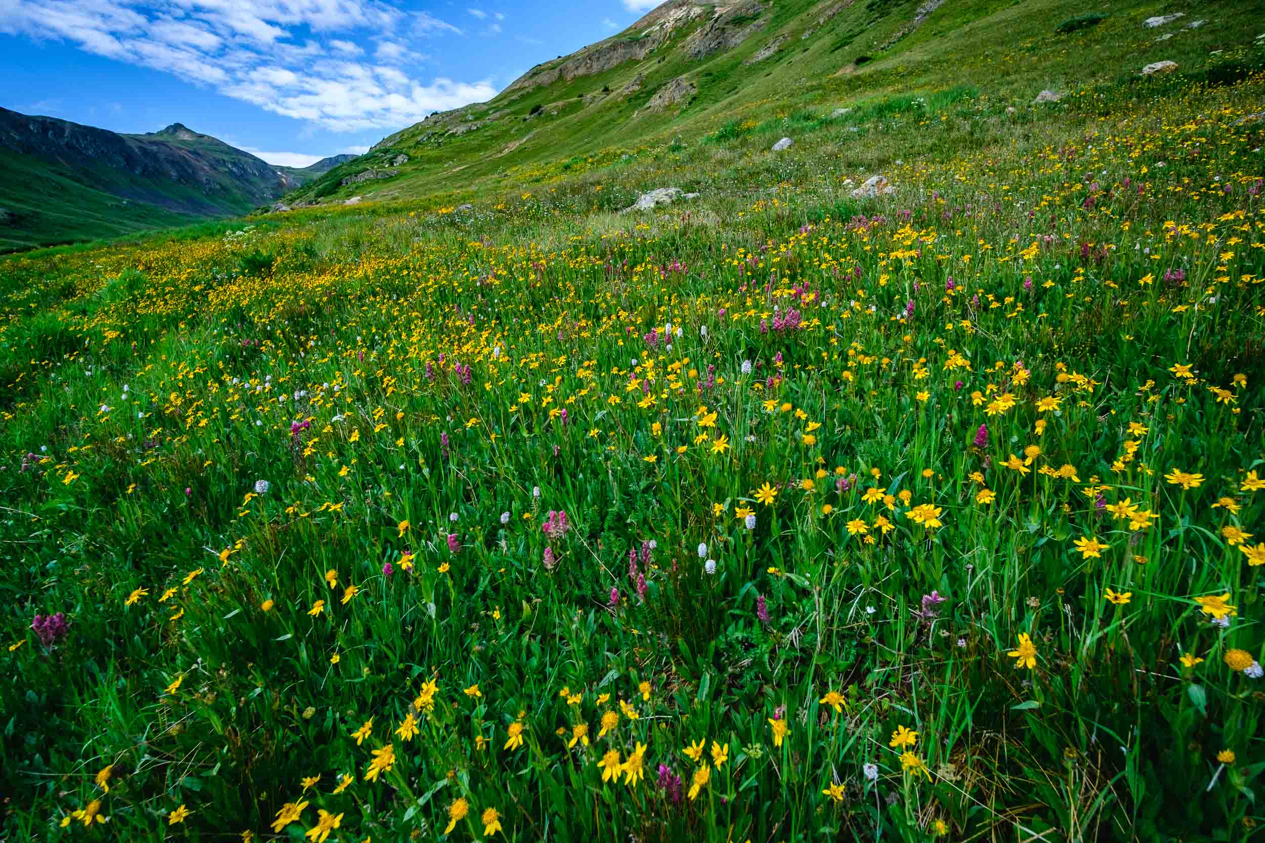  Wildflowers along Placer Gulch in the San Juan Mountains - Fuji XT2, Rokinon 12mm f/2 