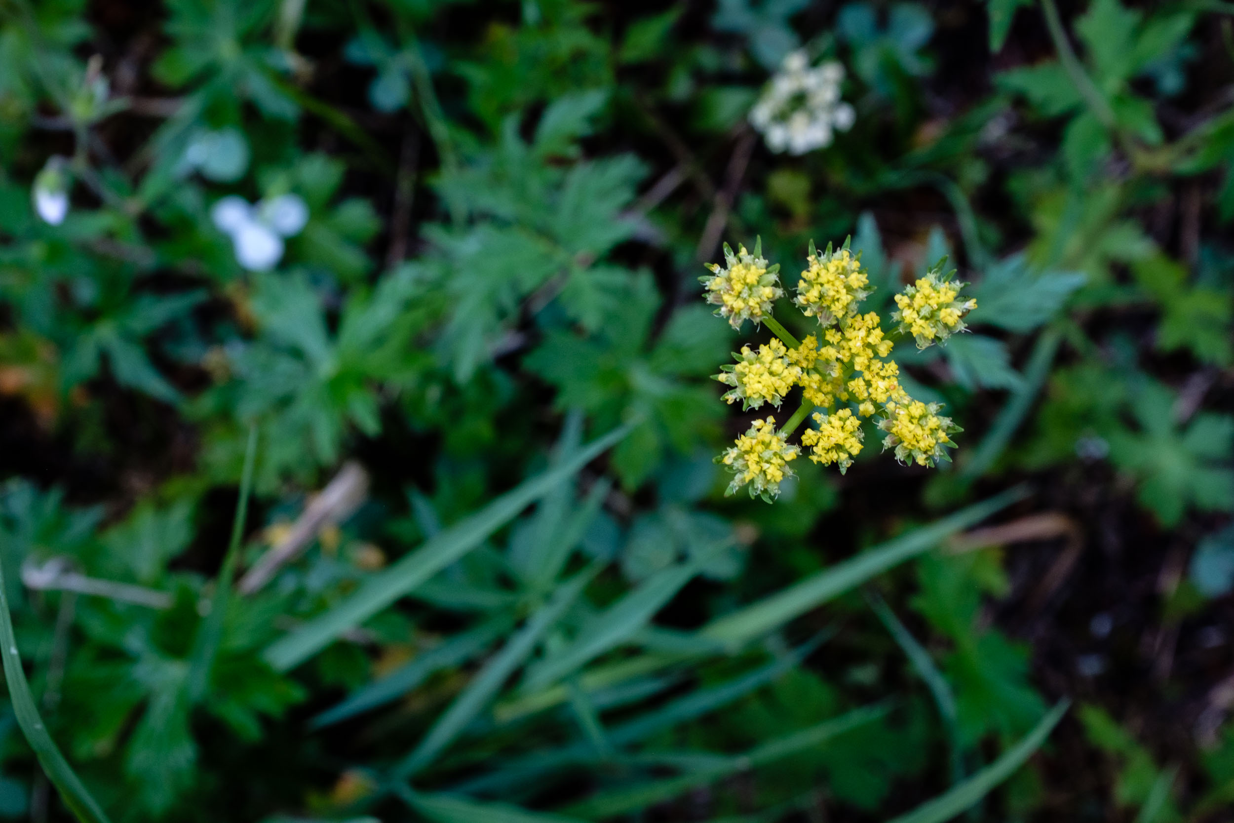  Delicate Yellow Blooms - Fuji XT2, 23mm f/2 