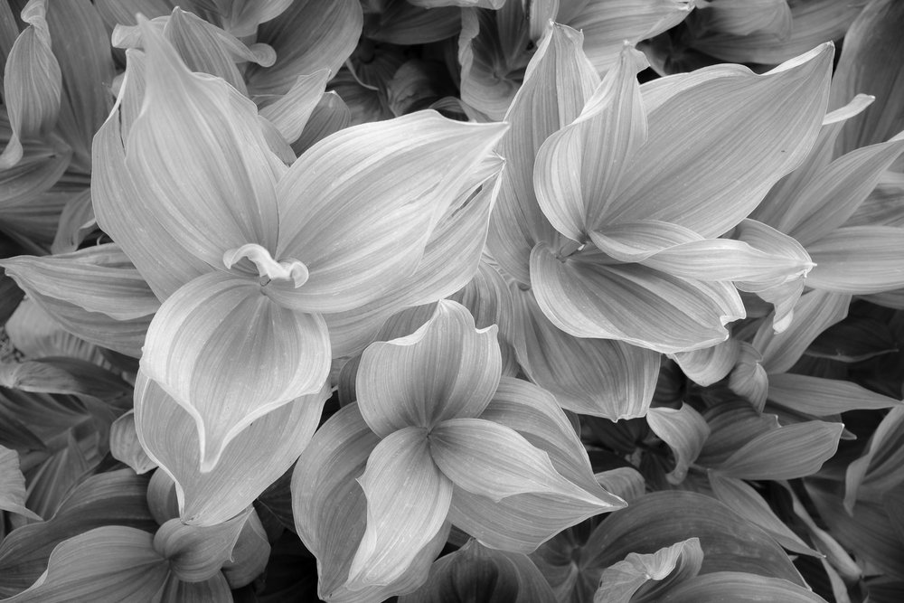  The fine stripes of Corn Lillies, Fuji X100F 