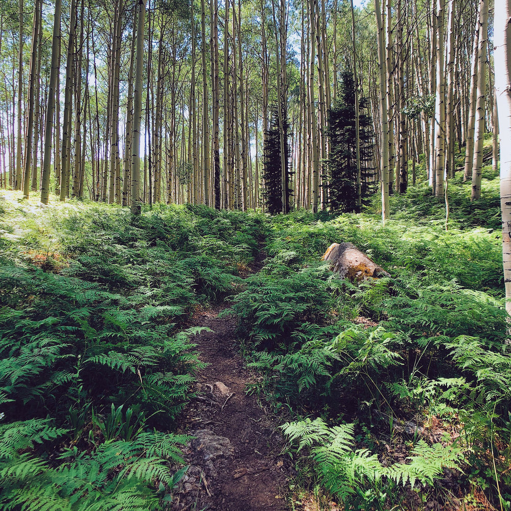  A path through the ferns along Kebler Pass - iPhone 8 Plus, Moment Wide Lens, VSCO 