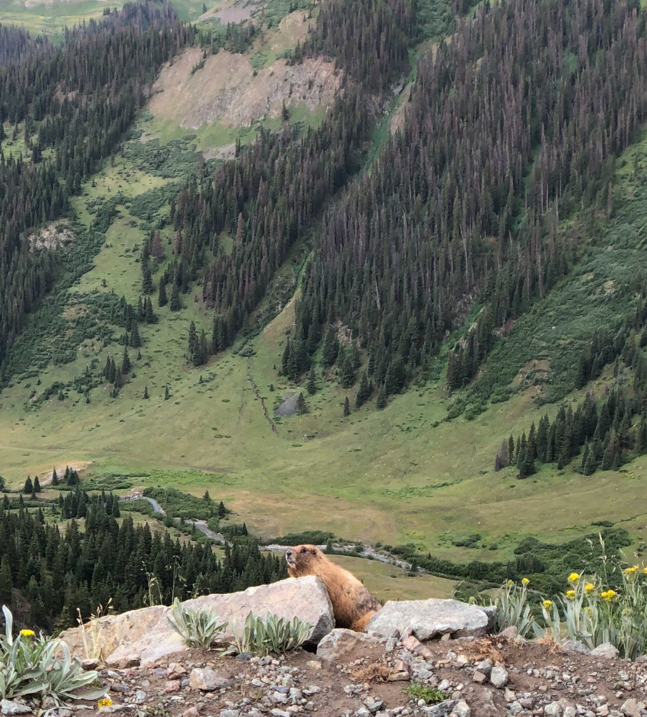  Marmot along the Alpine Loop - iPhone 8 Plus, Moment Tele 60mm, Snapseed 