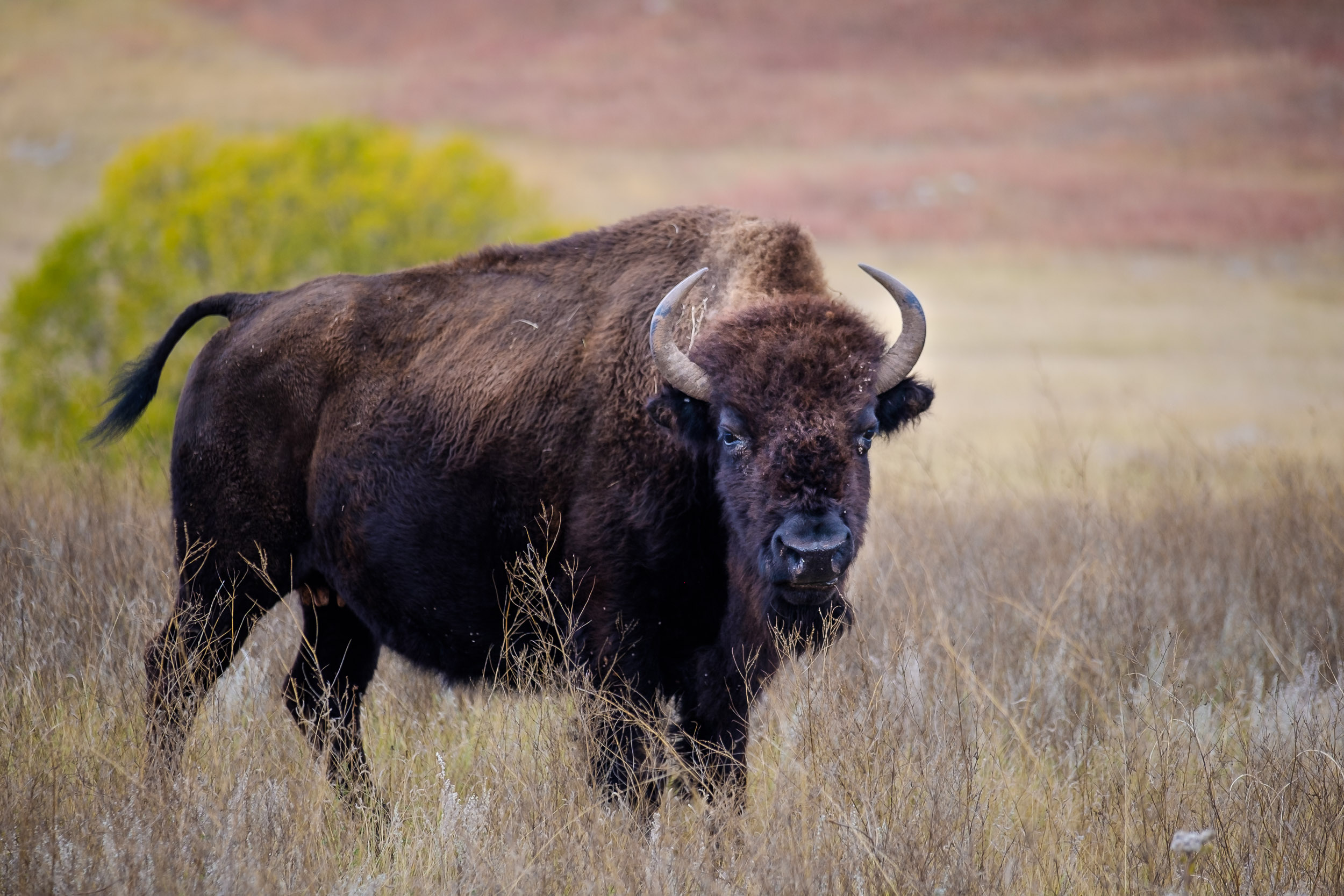 Buffalo on the range