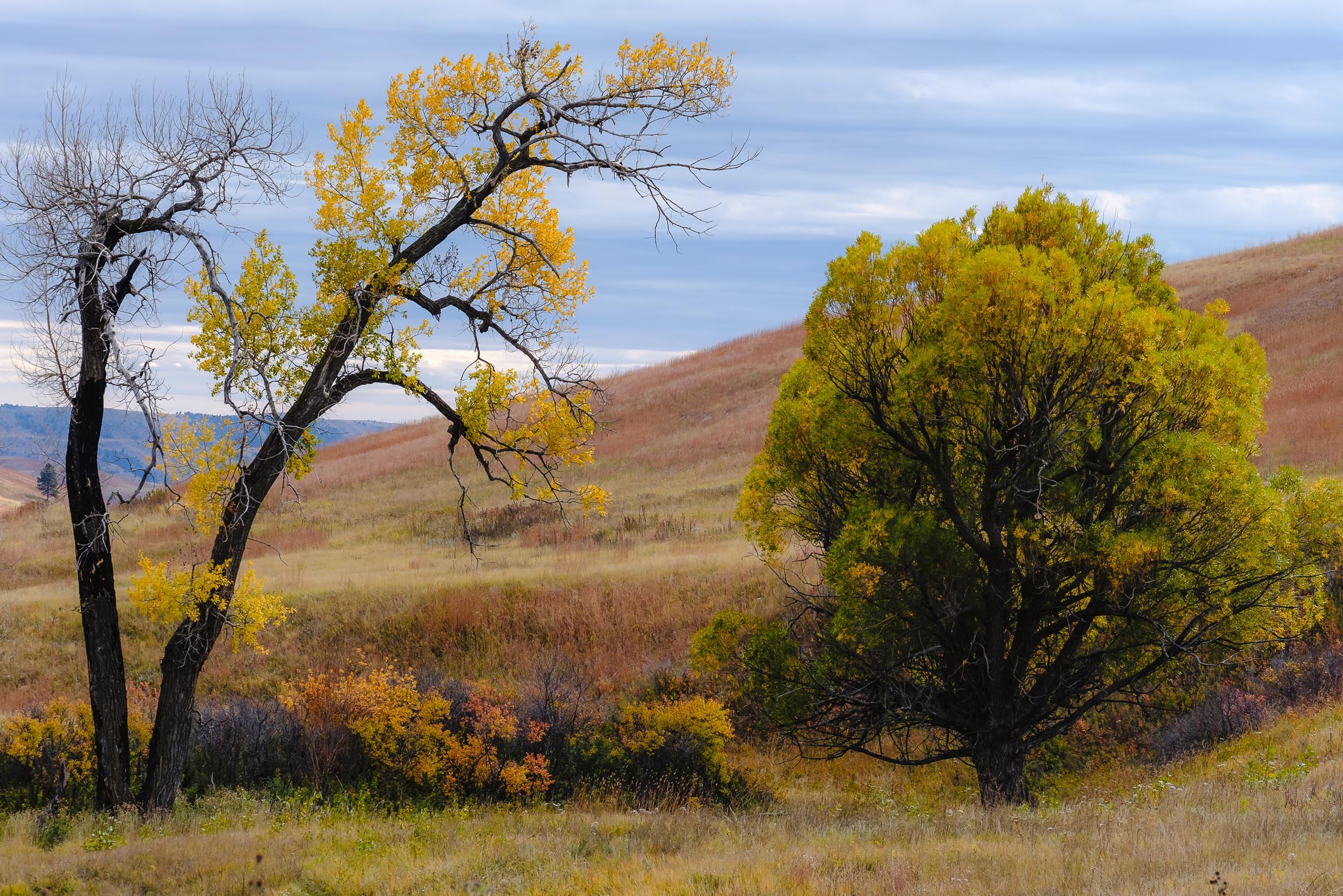 Black Hills Fall Foliage